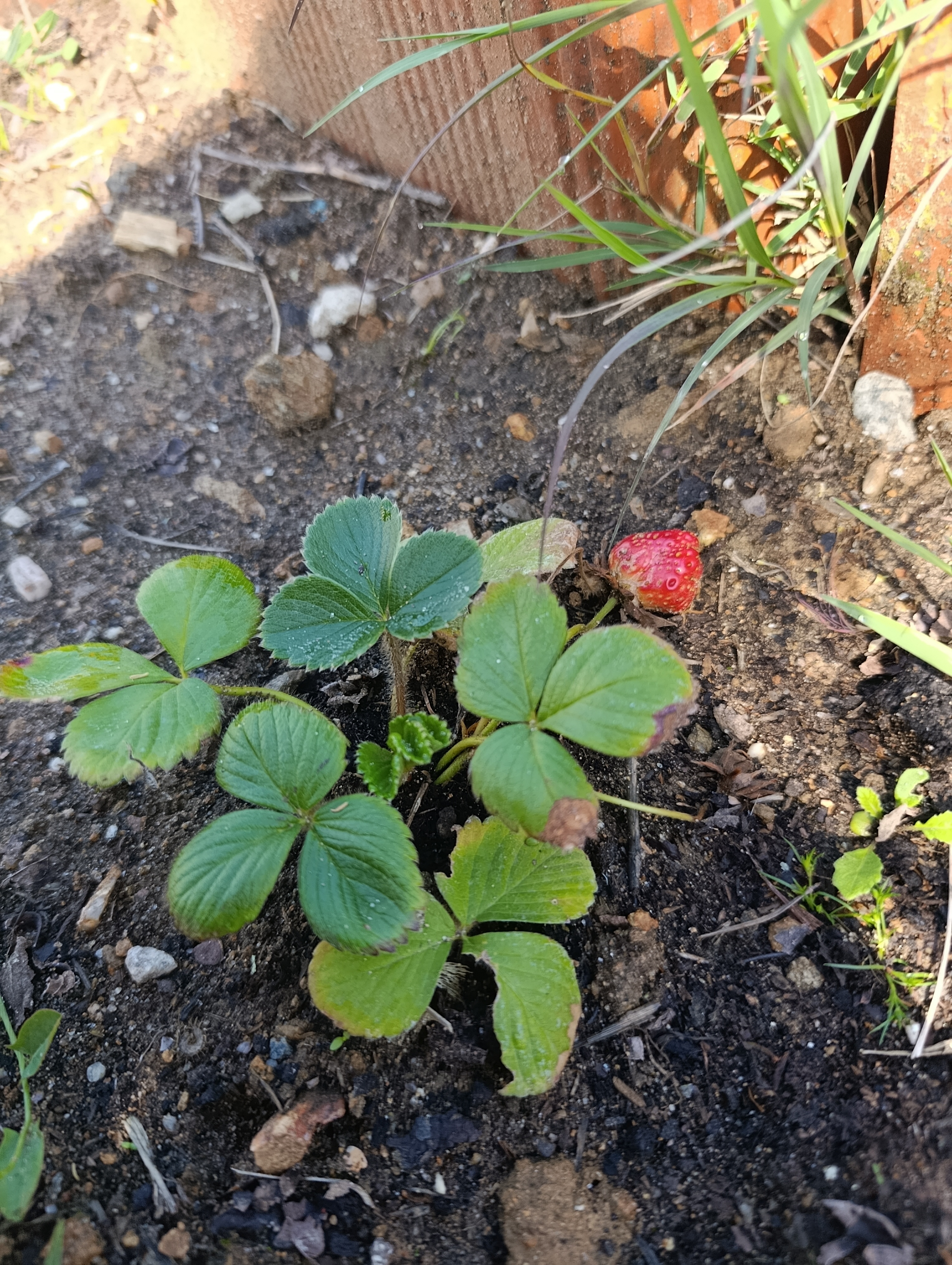 Crescimento de morangos plantados em canteiro na Horta Escolar