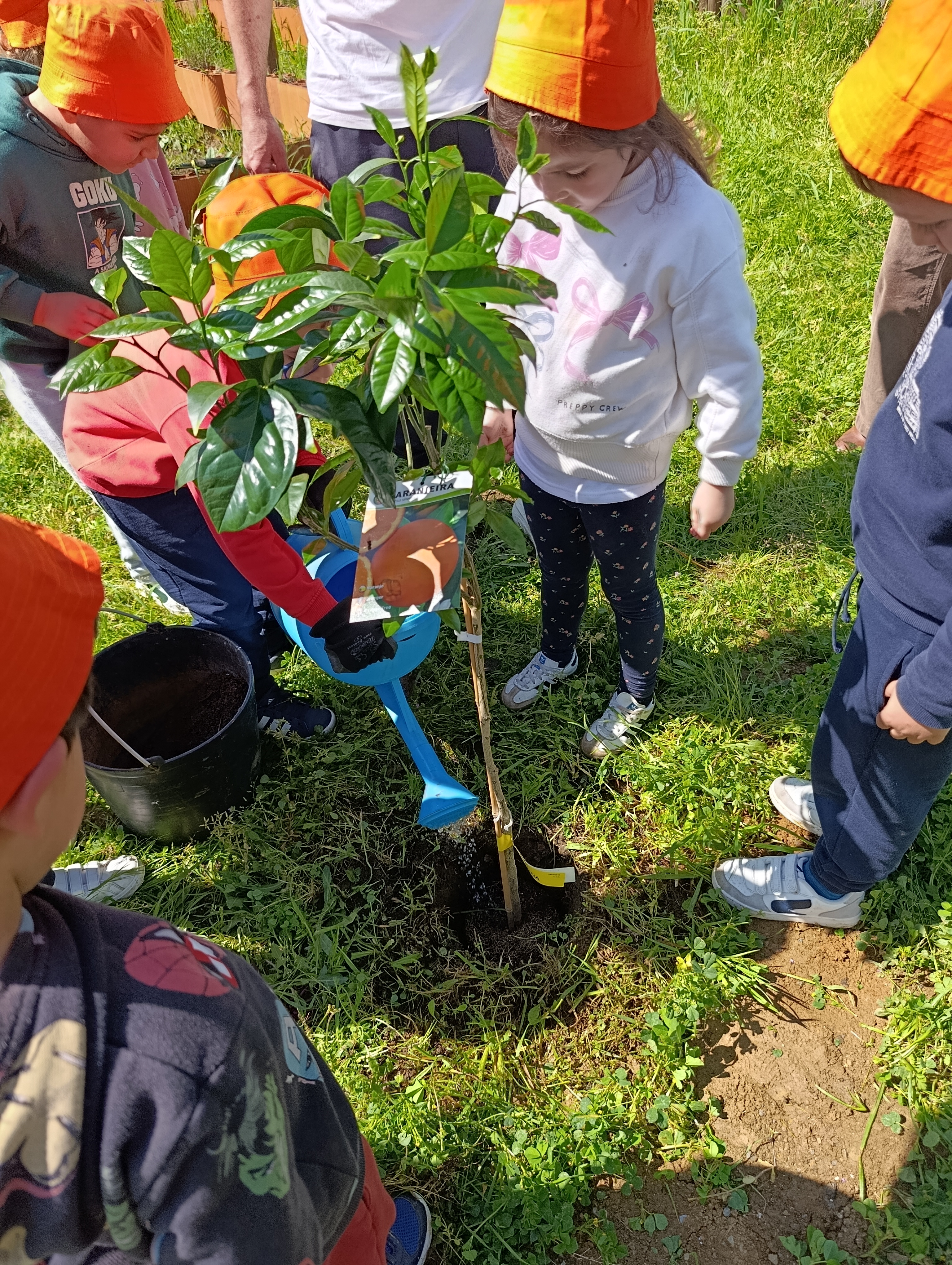 Plantação de Laranjeira por alunos do Ensino Pré-Escolar