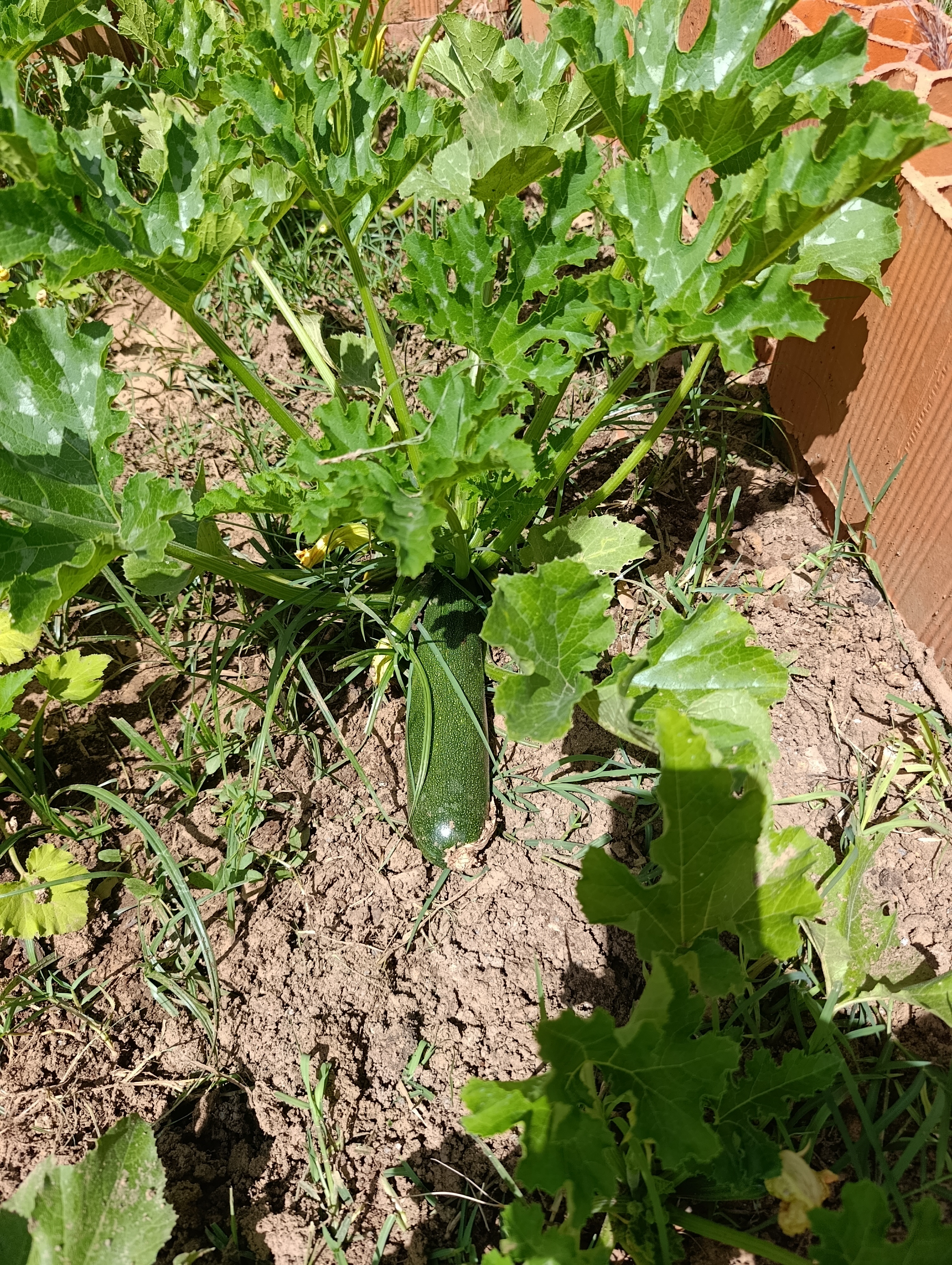 Plantação de courguette em crescimento