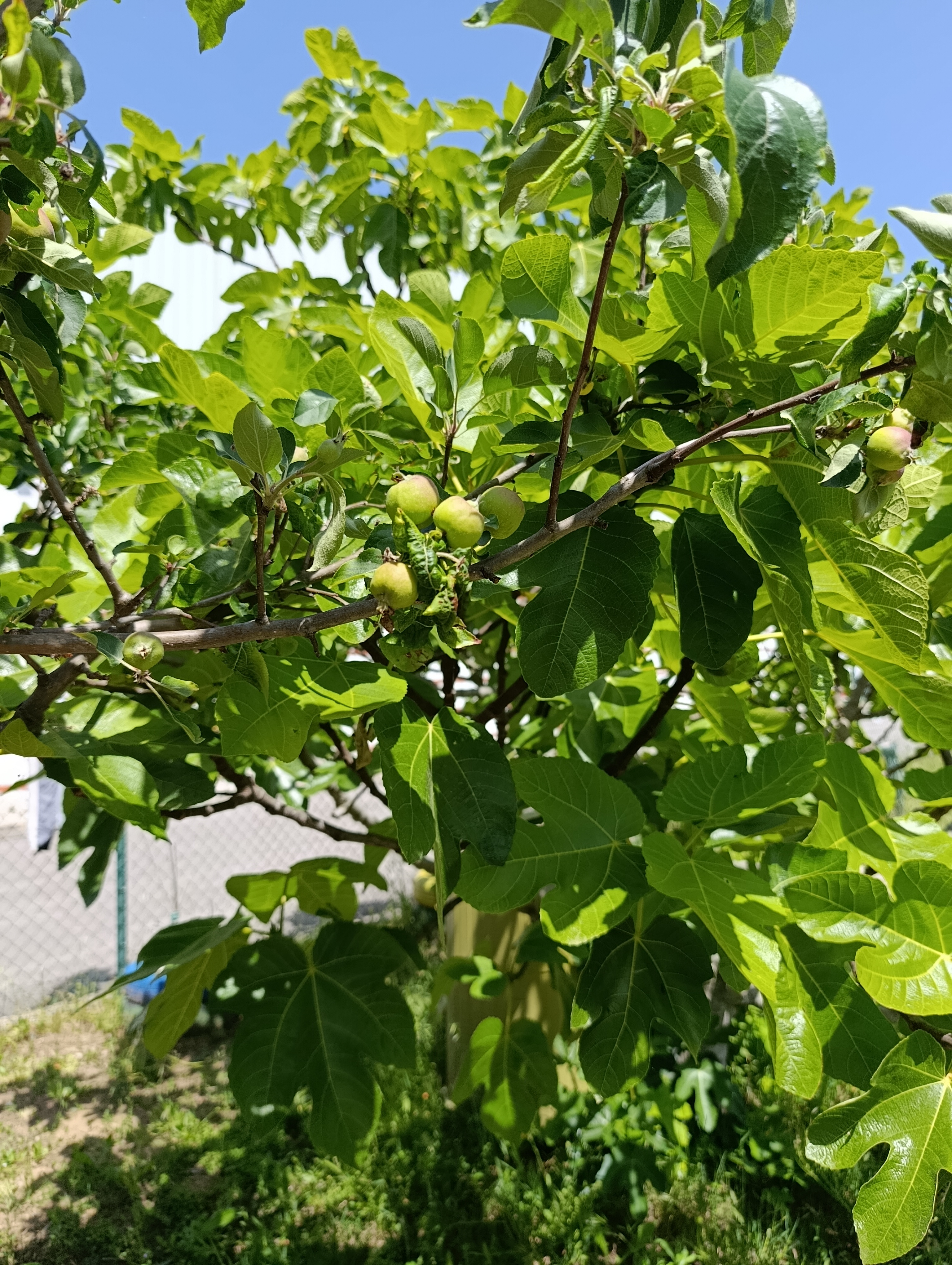 Macieira com pequenas maças em crescimento