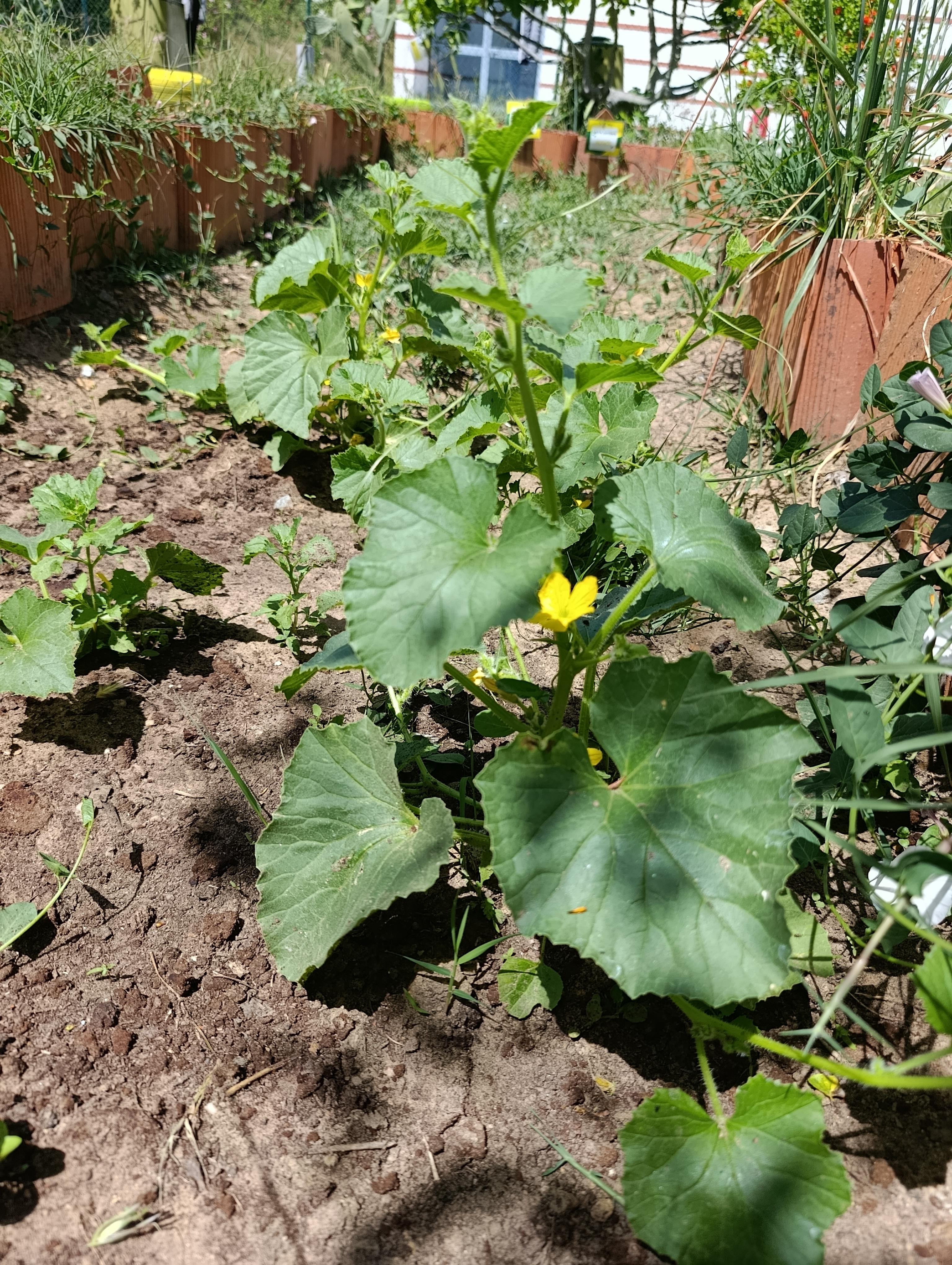 Plantação de meloa, com a planta em crescimento
