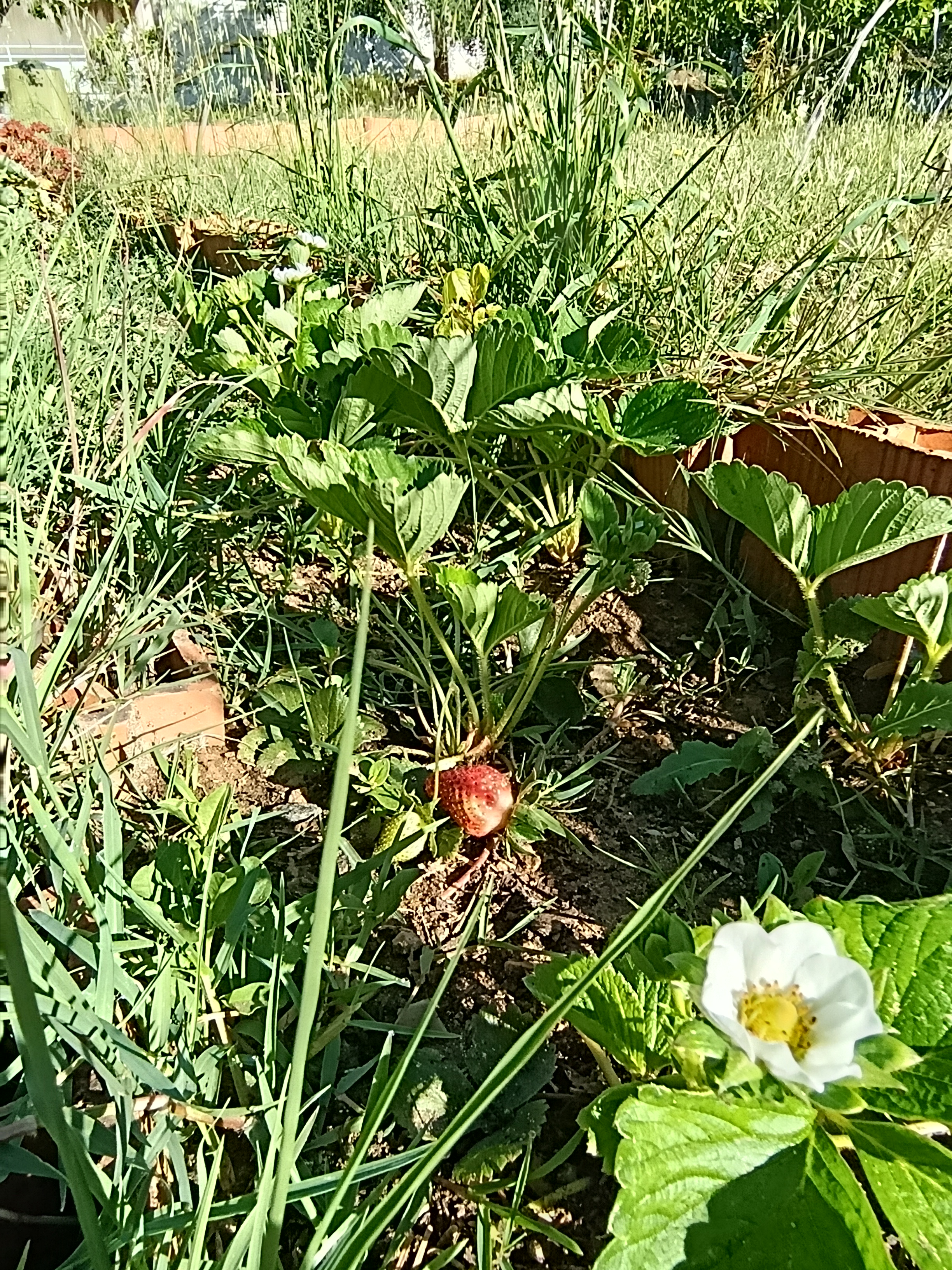 Morangueiros com flor e fruto