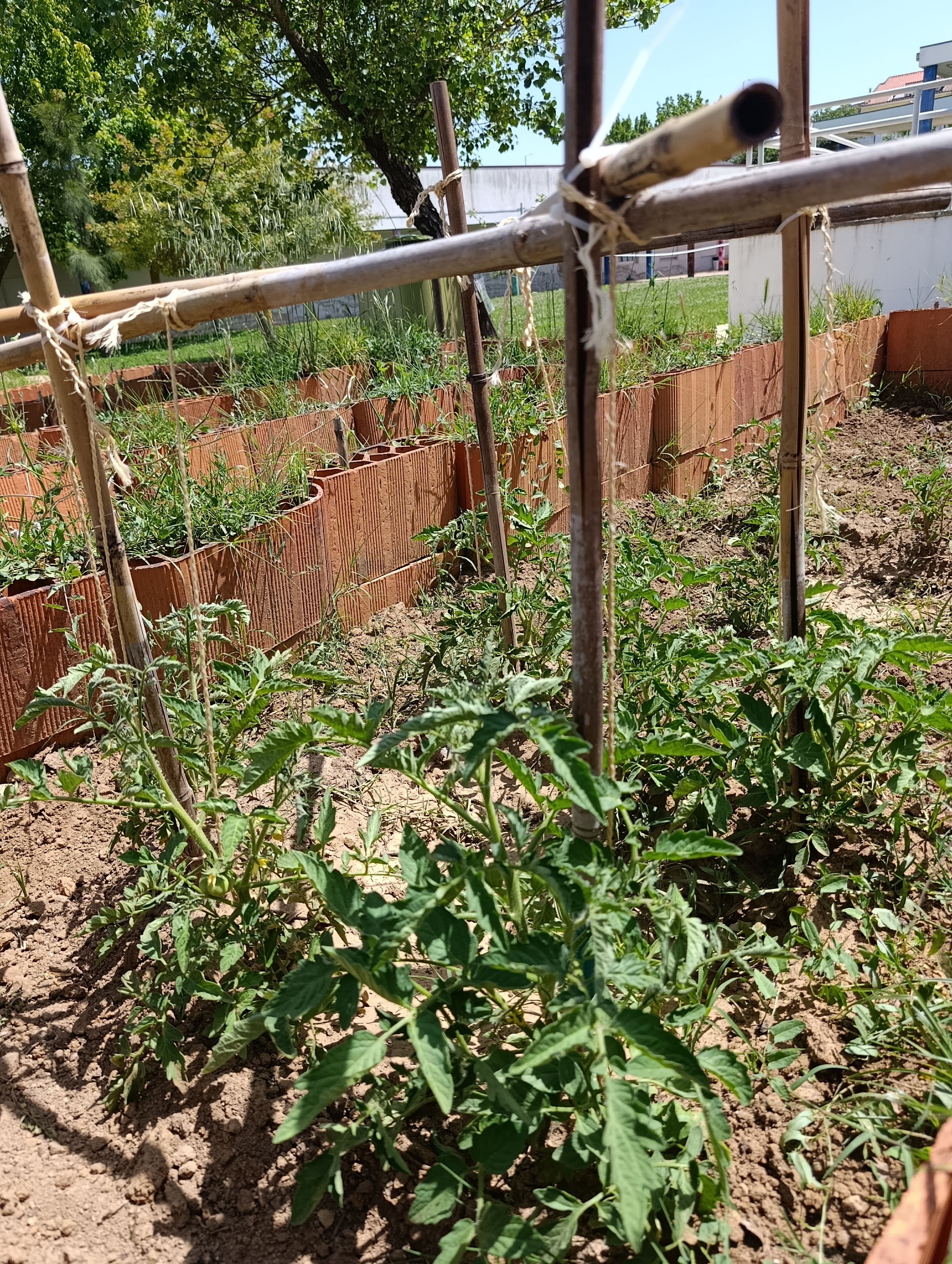 Plantação de tomate, com tomateiros plantados em armação para suportar a planta