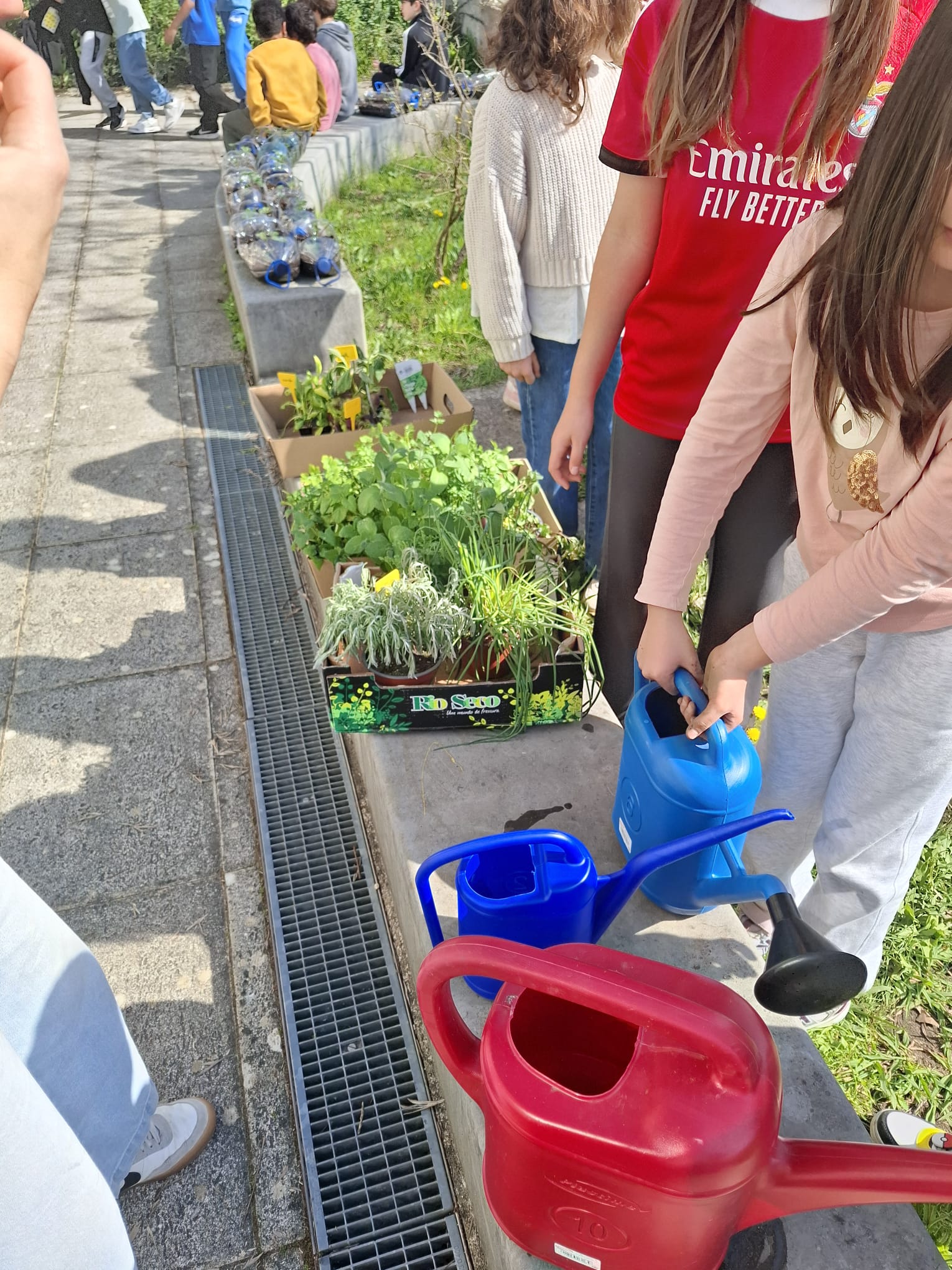 Rega das plantas