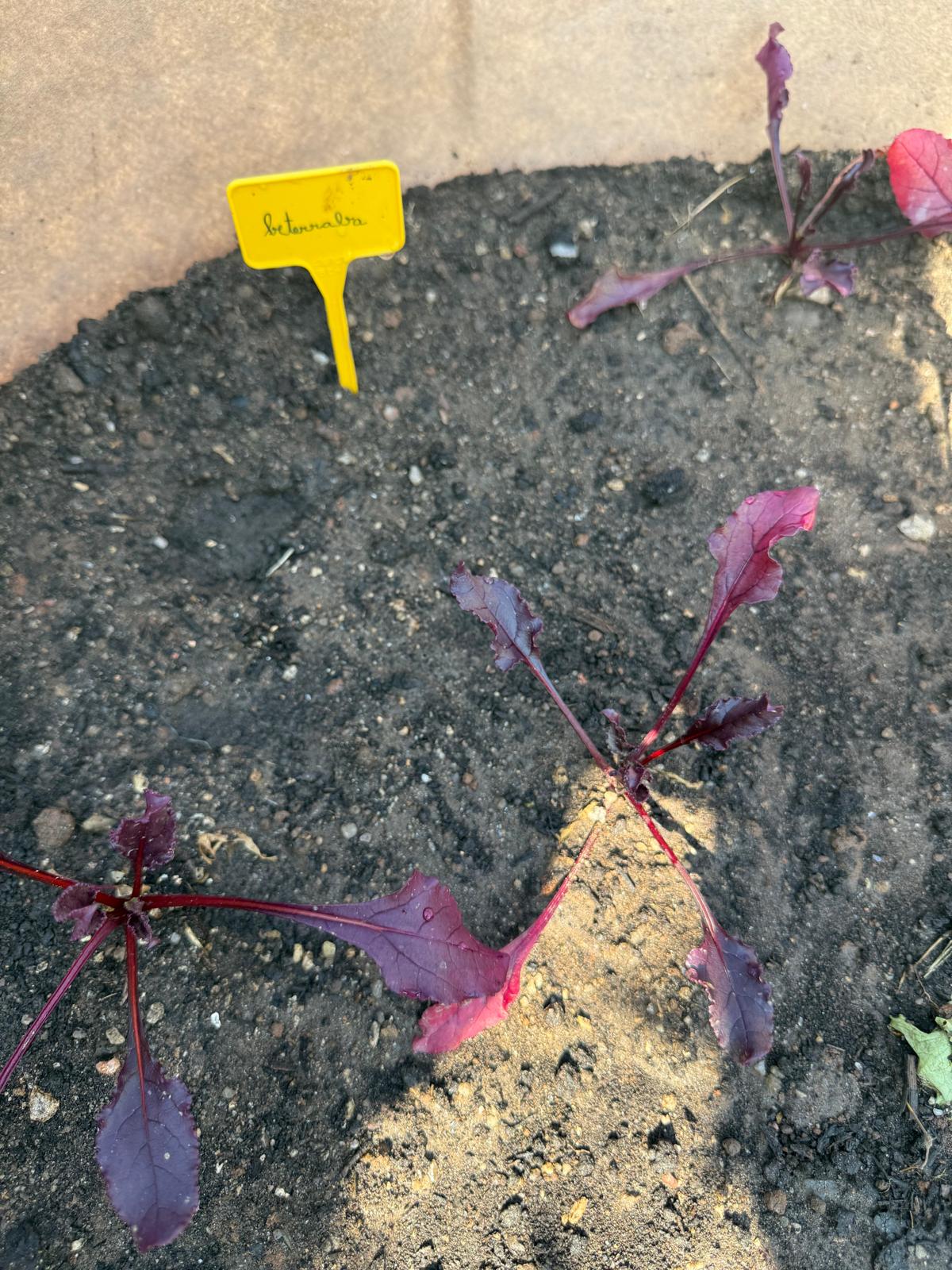 Plantação de beterrabas