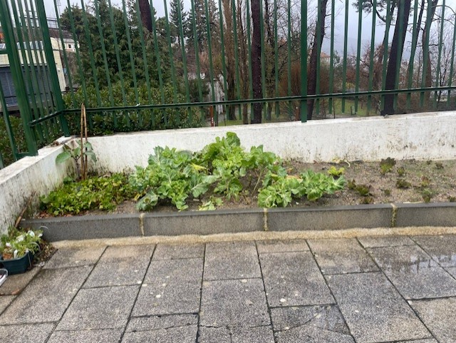 Couves plantadas em setembro.