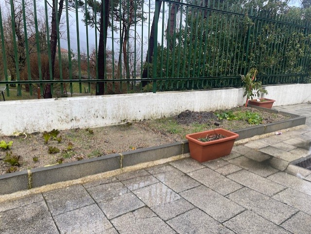 Alfaces (devido ao mau tempo estão a morrer, mas já se fizeram saladas.)