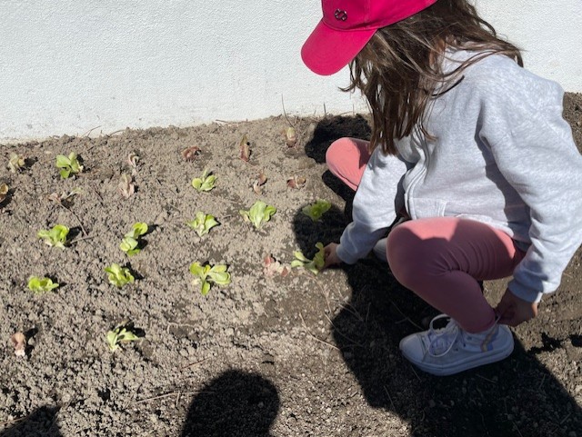 Plantação das alfaces em setembro.