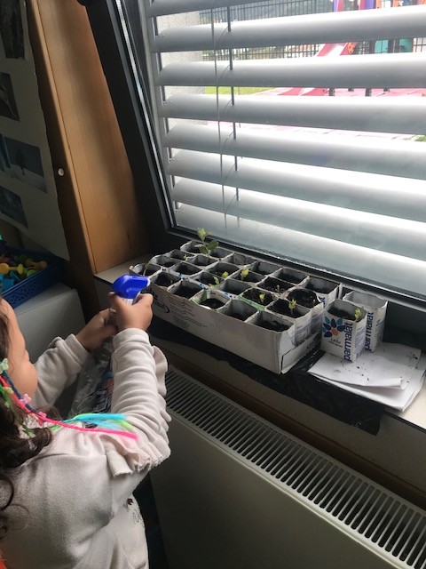 No final de março as crianças já conseguiram observar o crescimento dos sobreiros. Perceberam a importância da rega e da sua exposição ao sol para permitir o crescimento. A manutenção é feita pelo responsável da sala nesse dia.