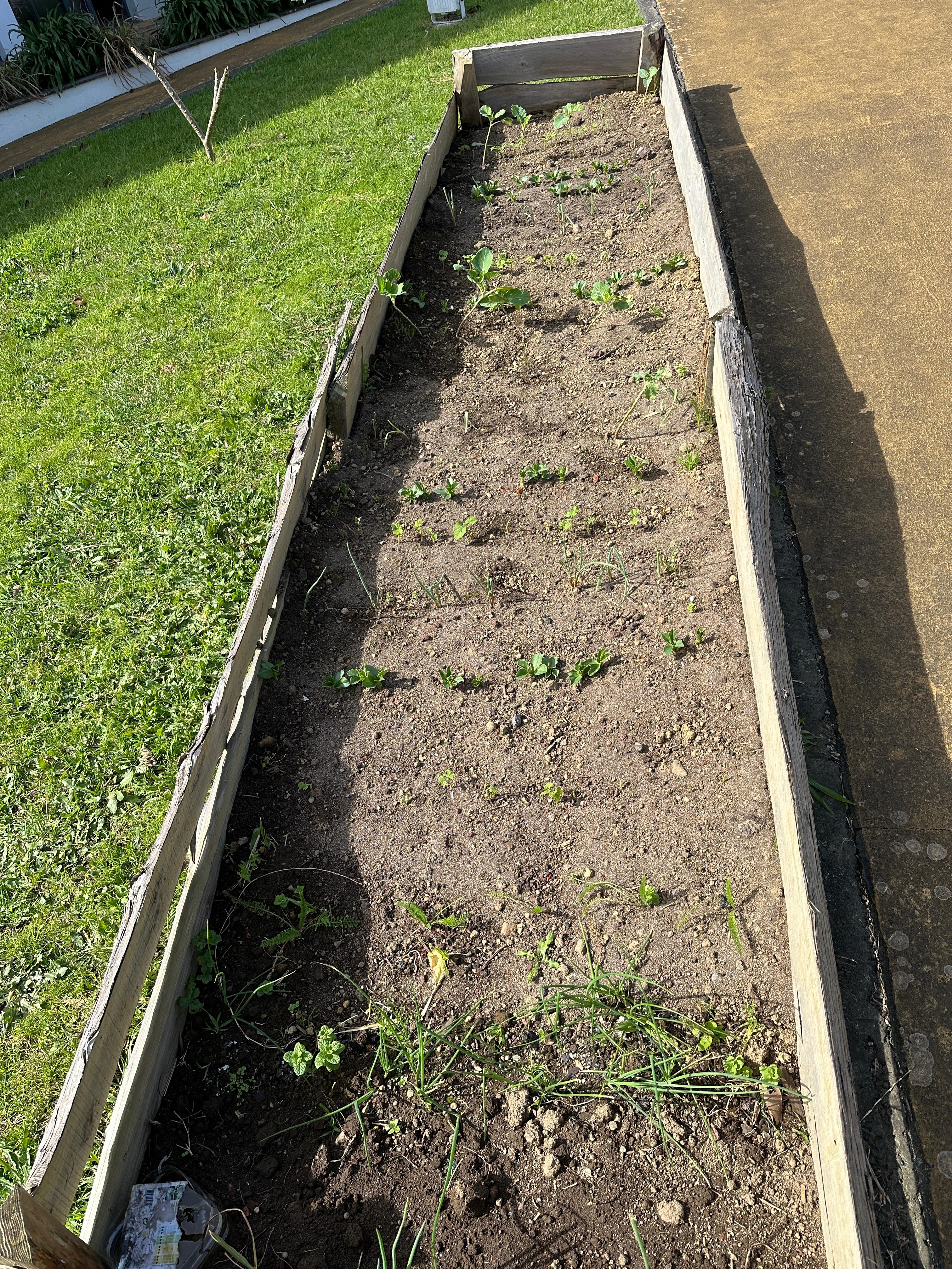 A preparação do campo