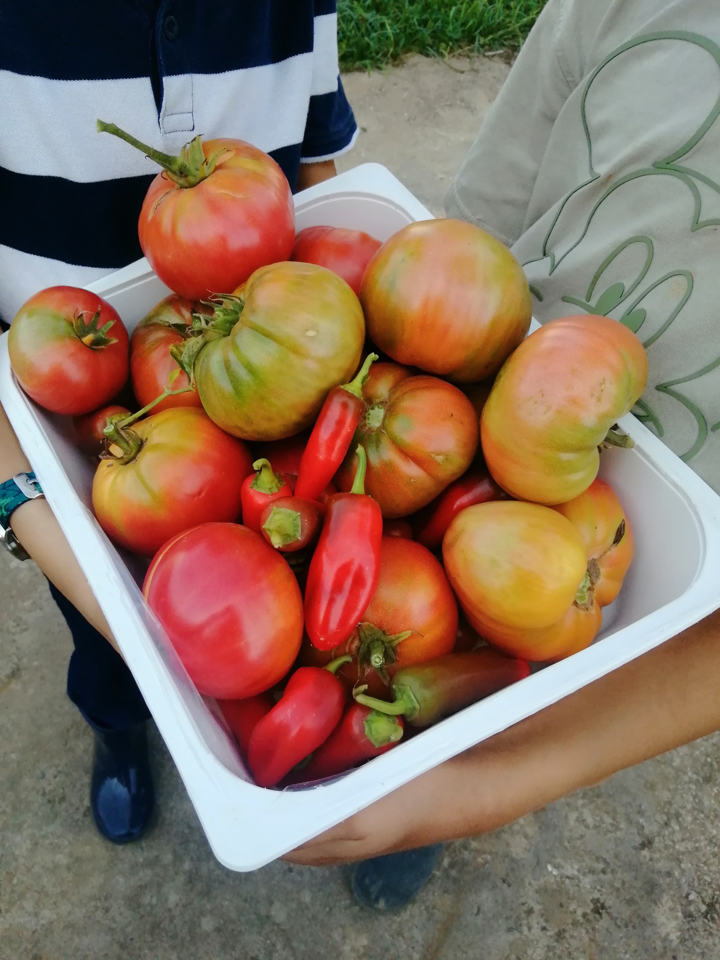 Colheita de tomates e pimentos.