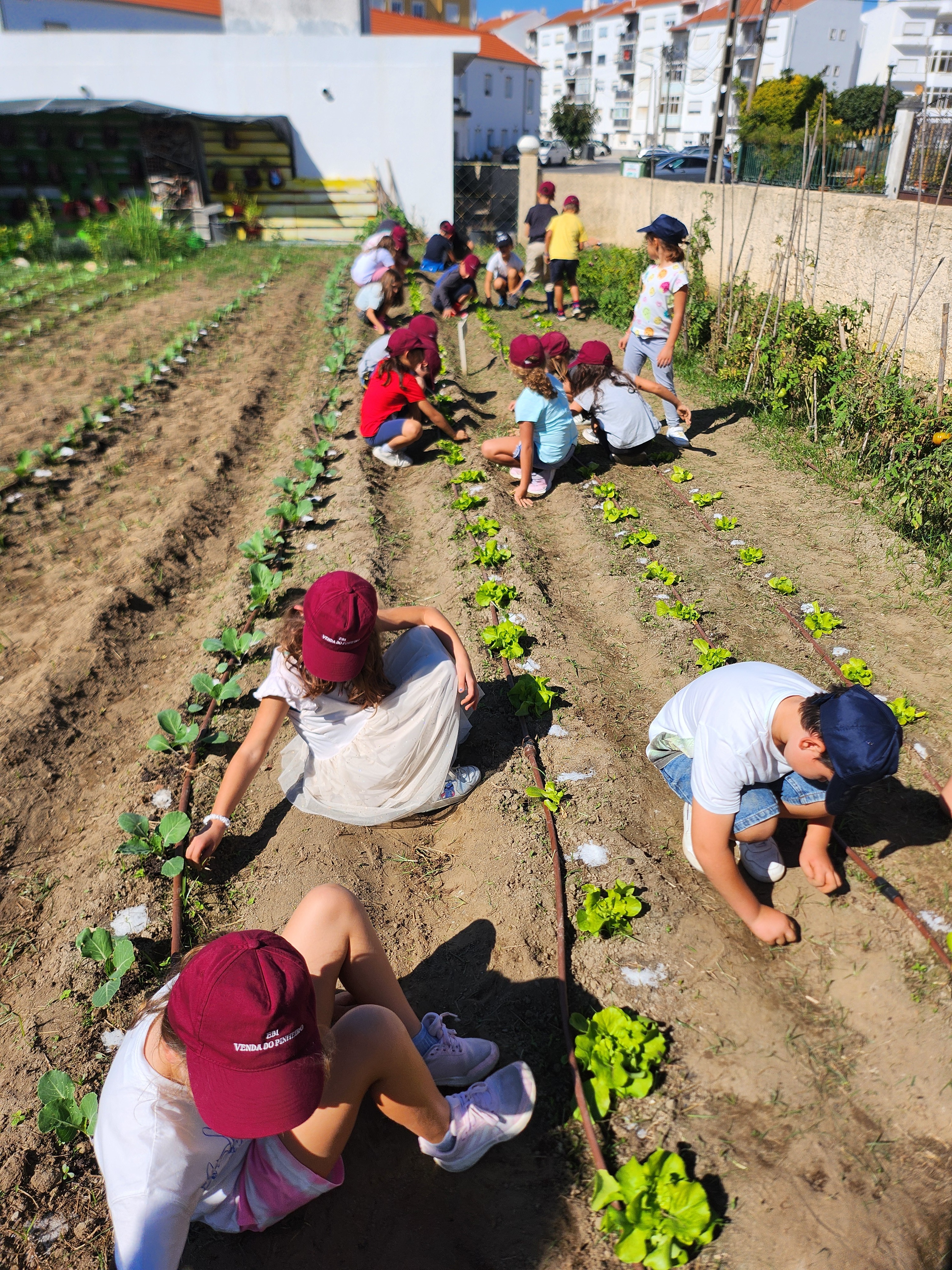 Limpeza de Terreno: Tirar ervas.
