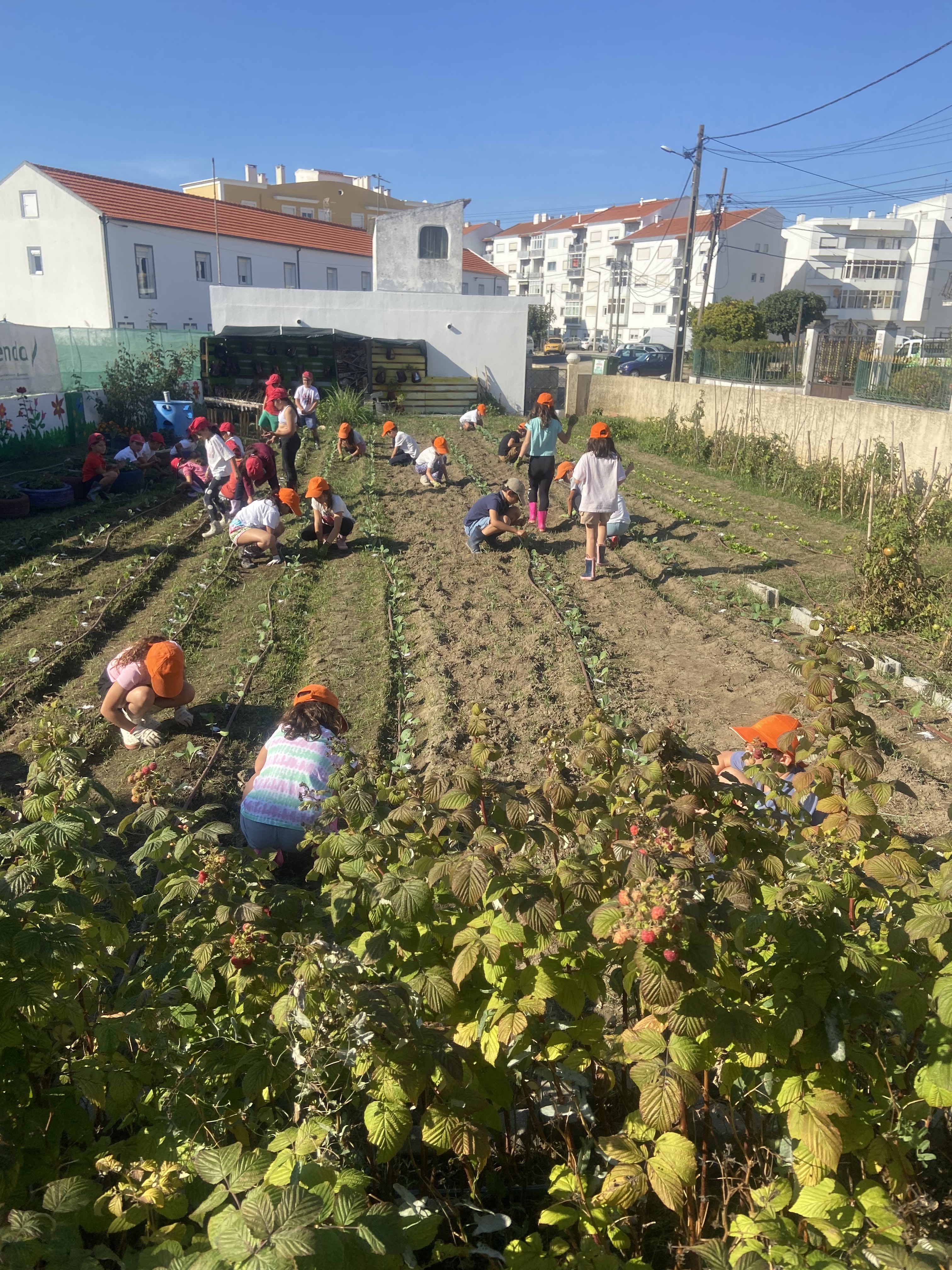 Limpeza de terreno: tirar ervas daninhas.