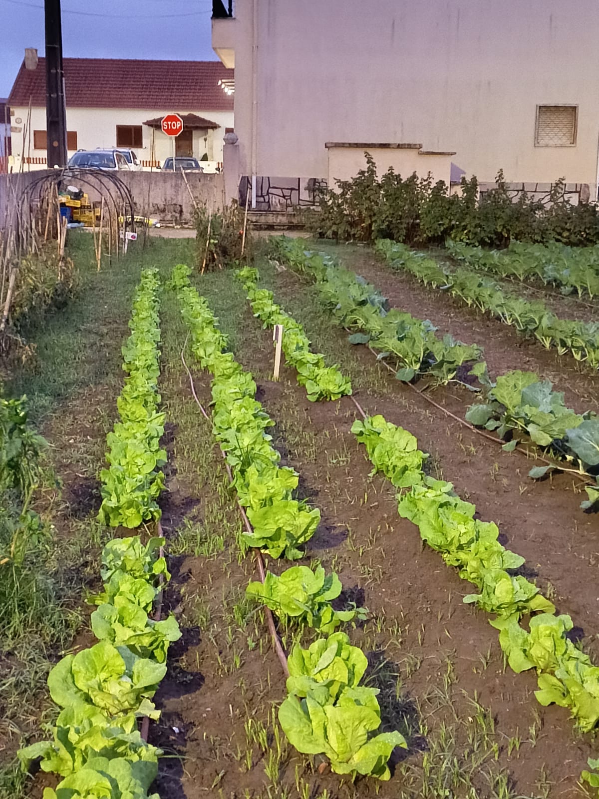 Produção de alfaces.