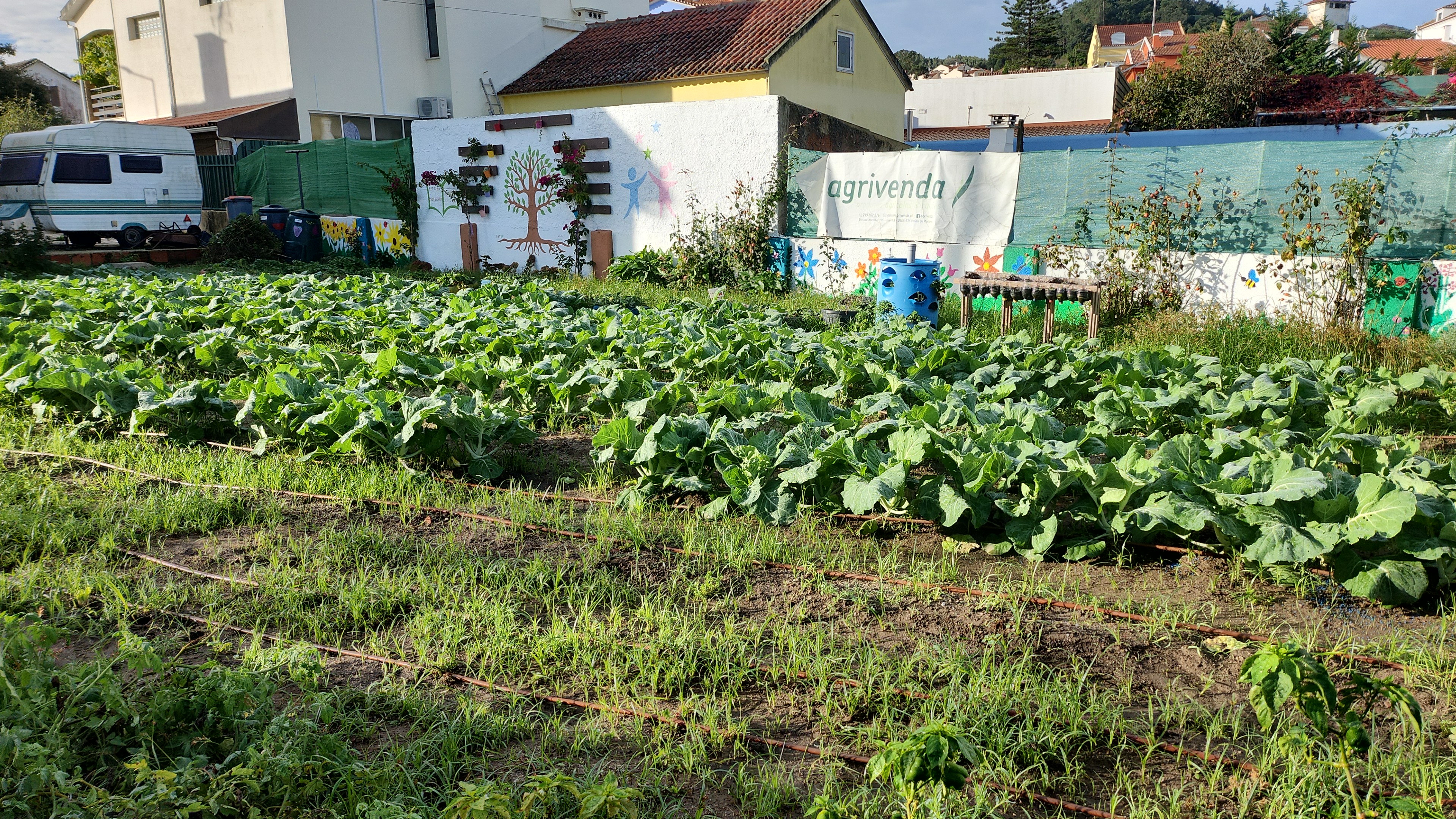 Produção de couves.