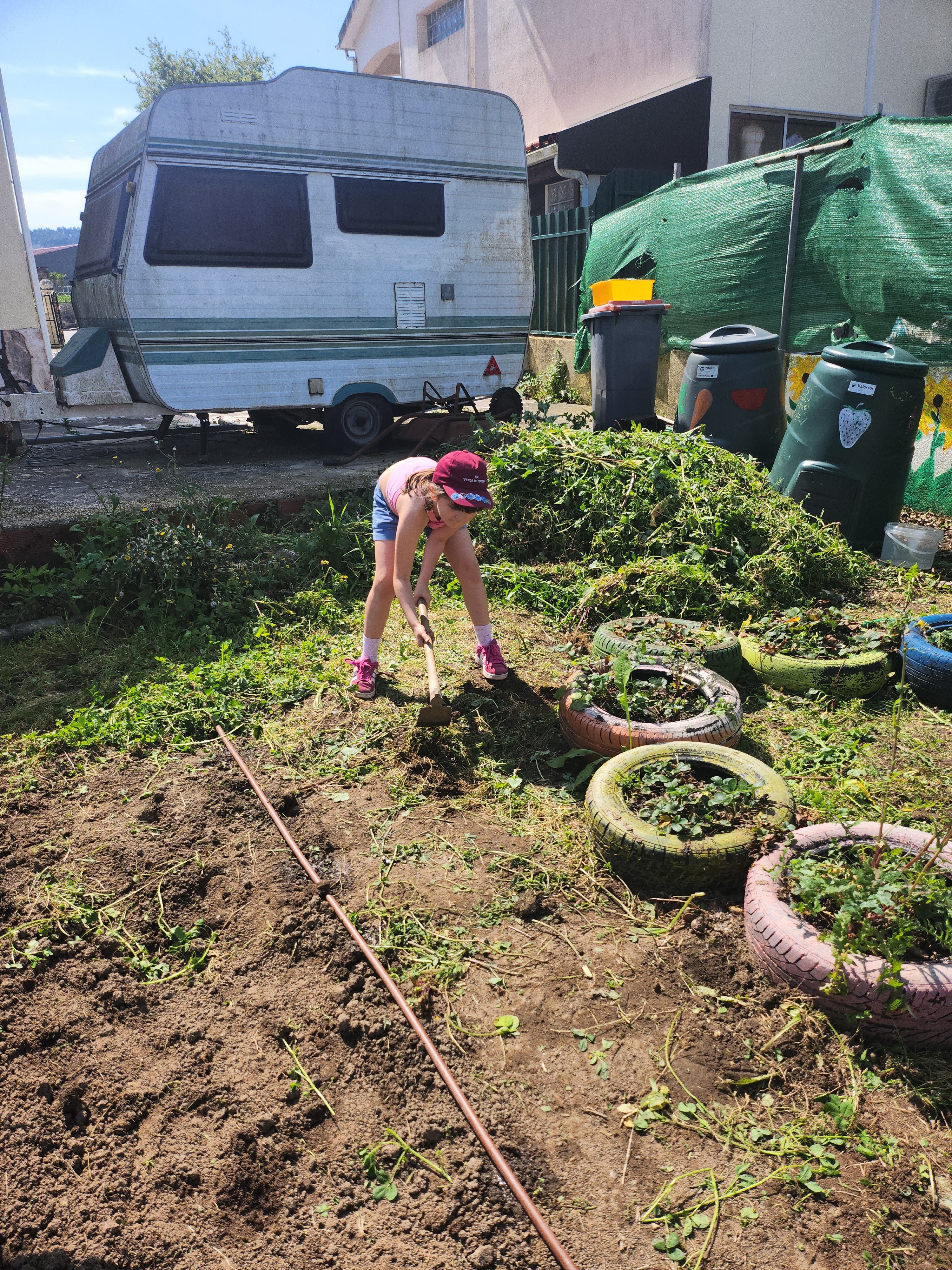 Morangueiros desbastados.