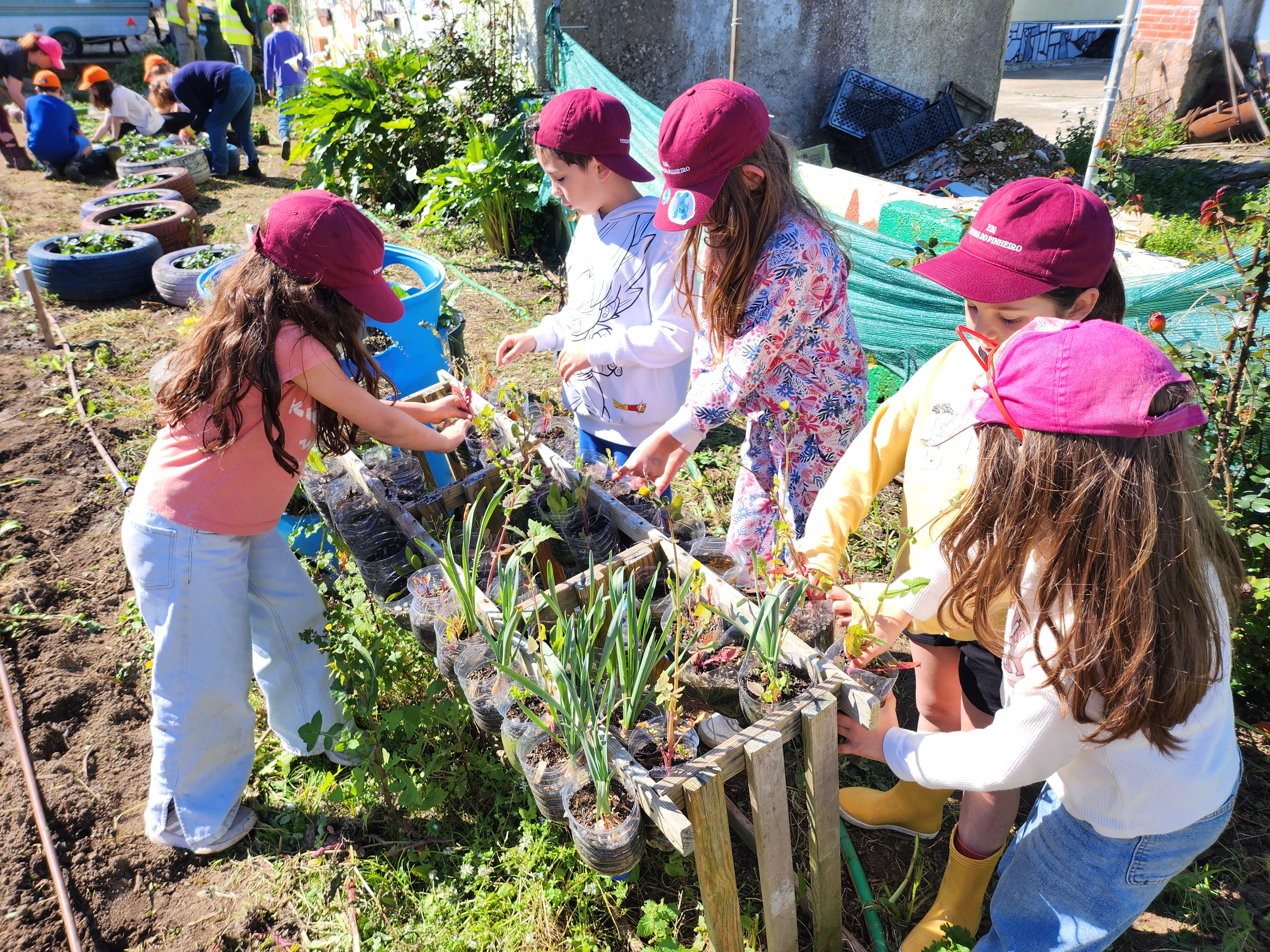 Plantio de ervas aromáticas.