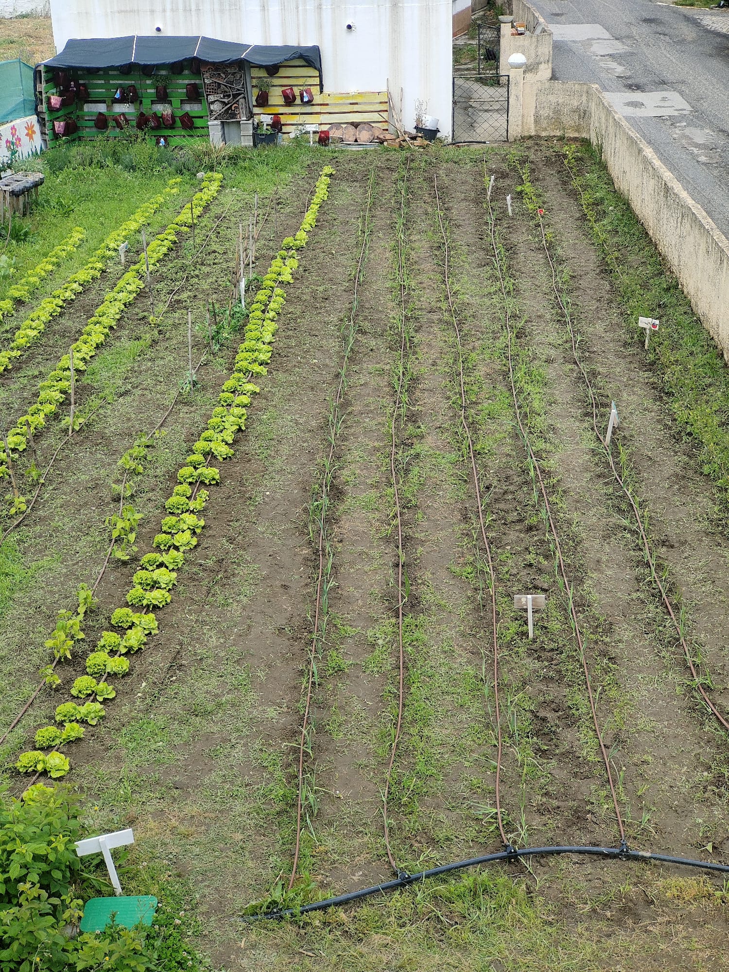 As alfaces foram um sucesso. Fruto do trabalho conjunto das várias turmas envolvidas, as nossas alfaces ficarm tão verdinhas e fresquinhas!