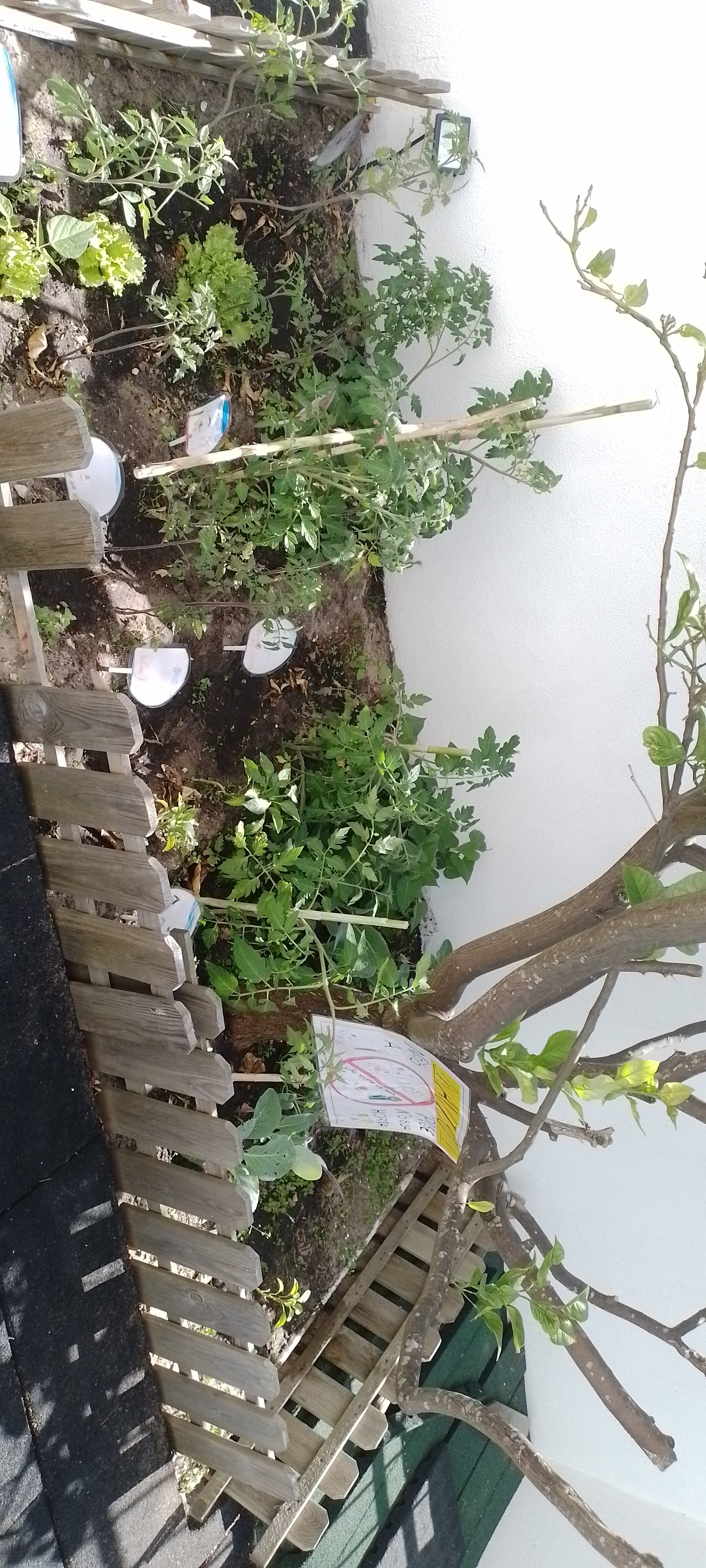 Já temos tomates , as estacas já estão prontas