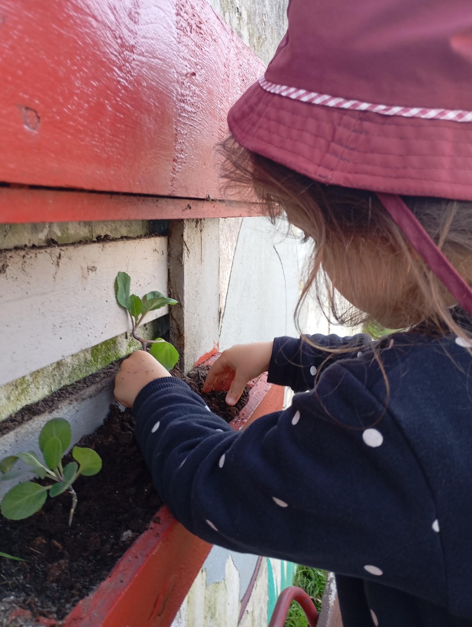 Plantamos os nossos legumes