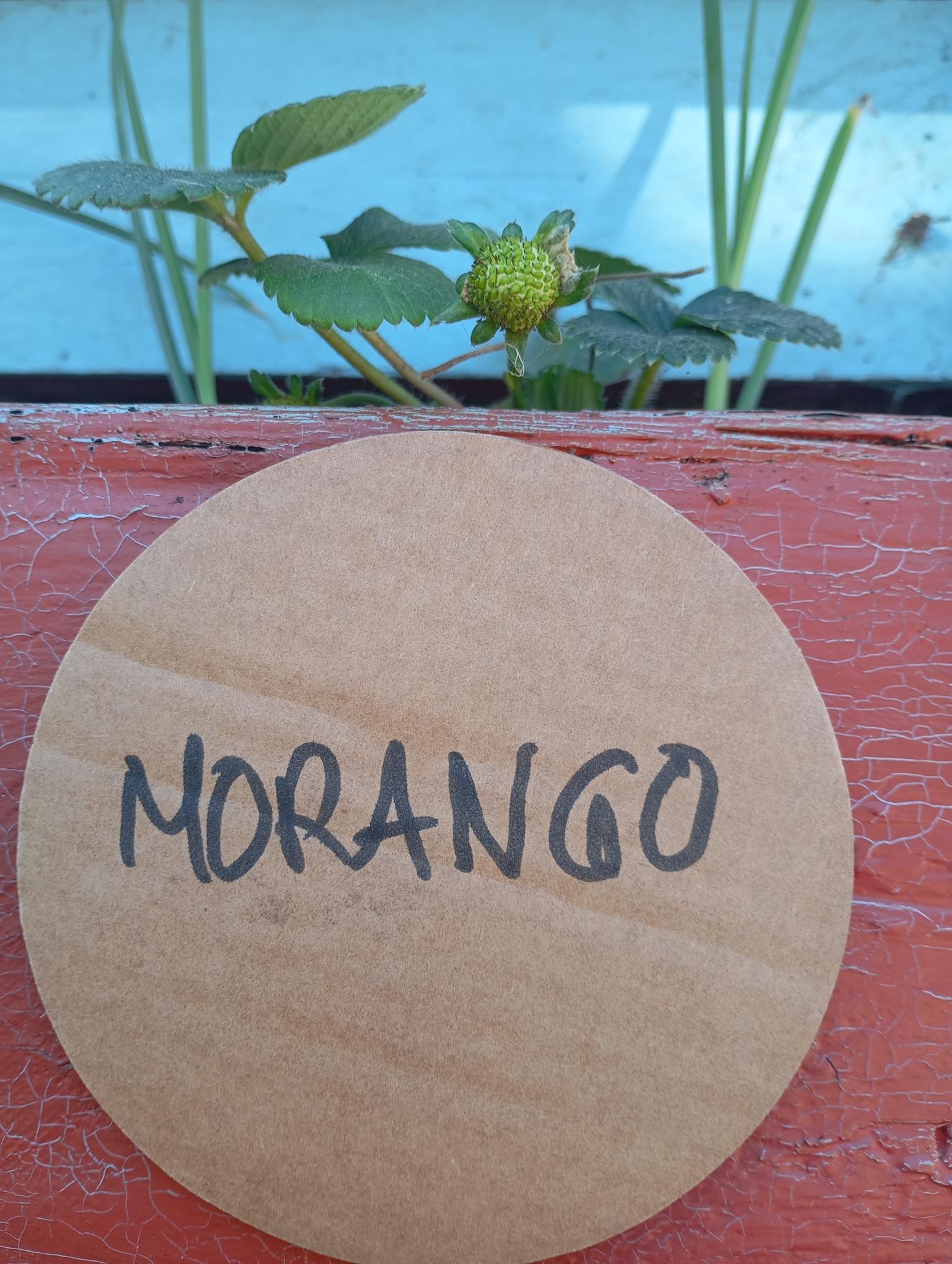 Já começamos a ver uns moranguinhos...