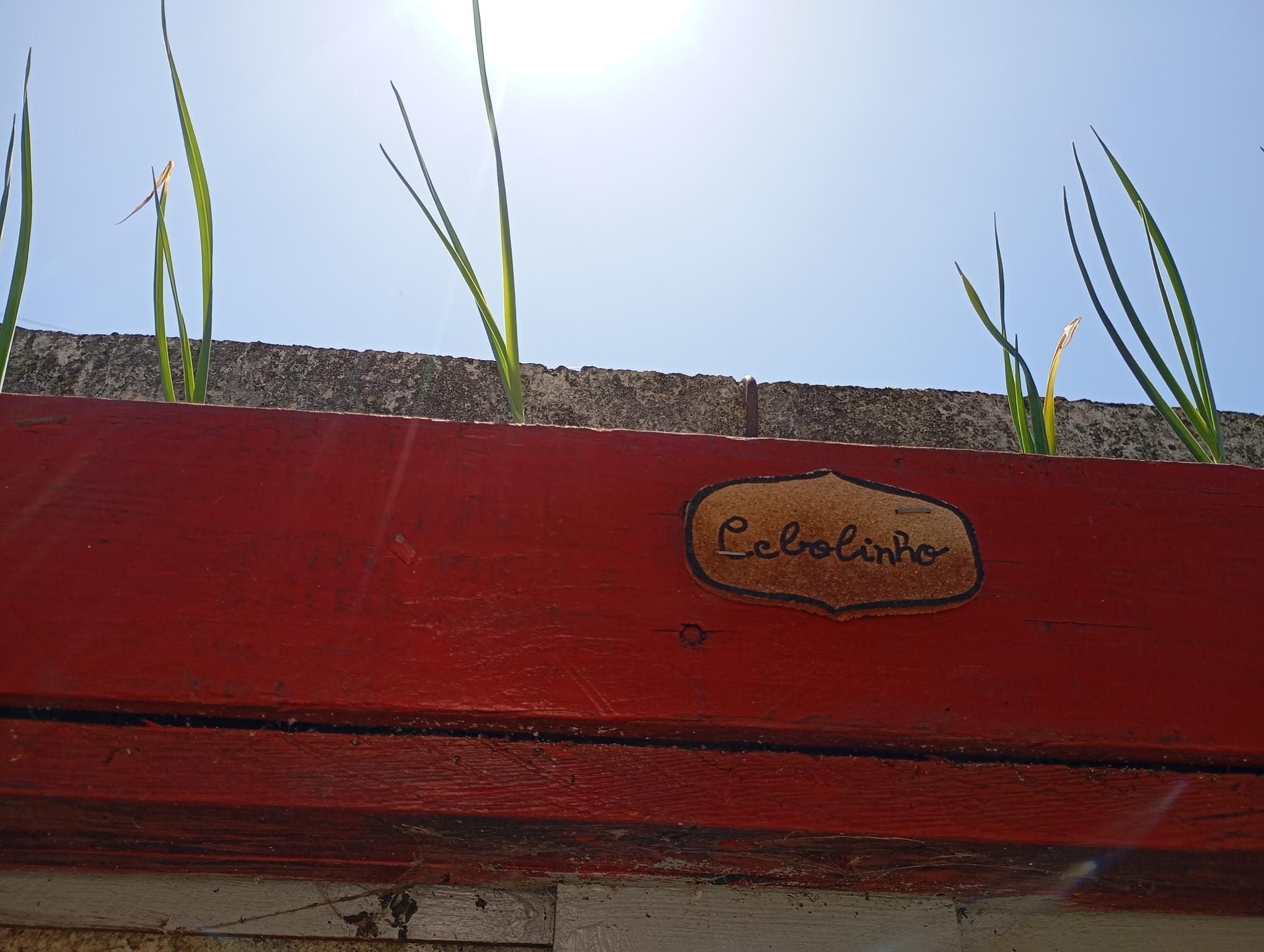 As ervas aromáticas no ponto...