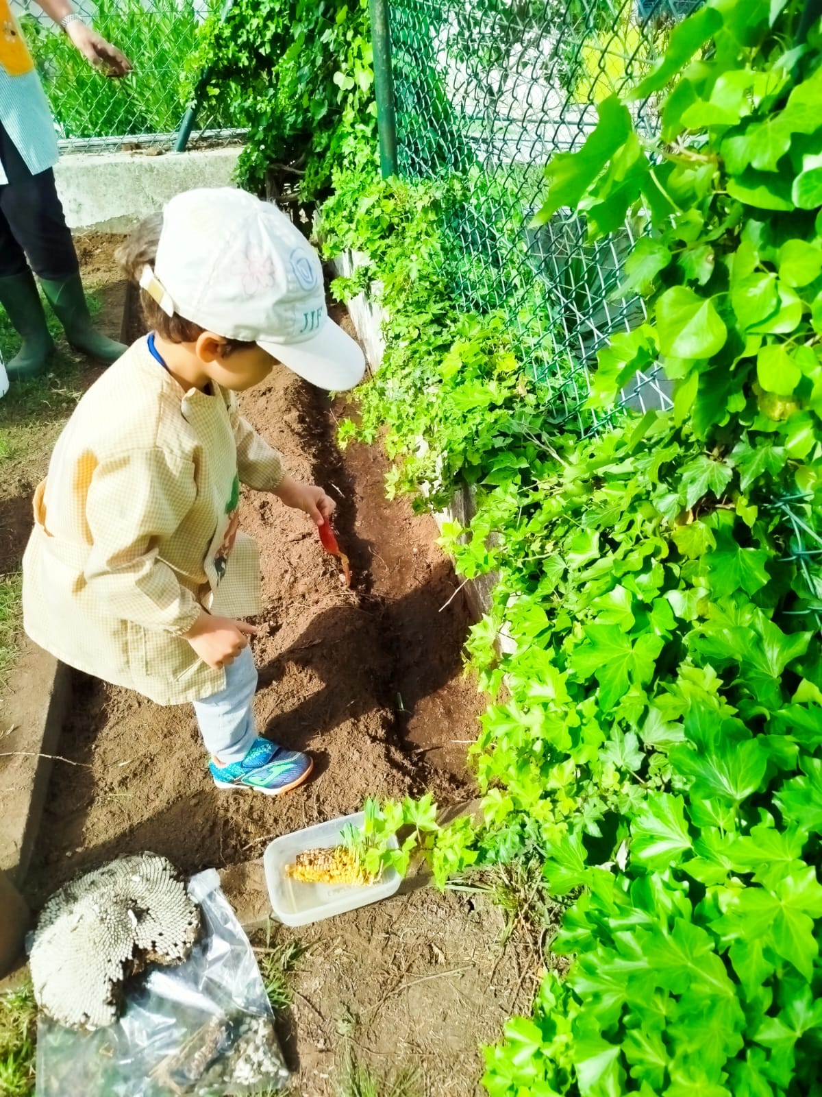 Realizar a sementeira ( girassóis, abóbora, milho, feijão e batatas)  e plantação de plantas trazidas de casa ( tomates, manjericão, alface, curgete e  espinafres .