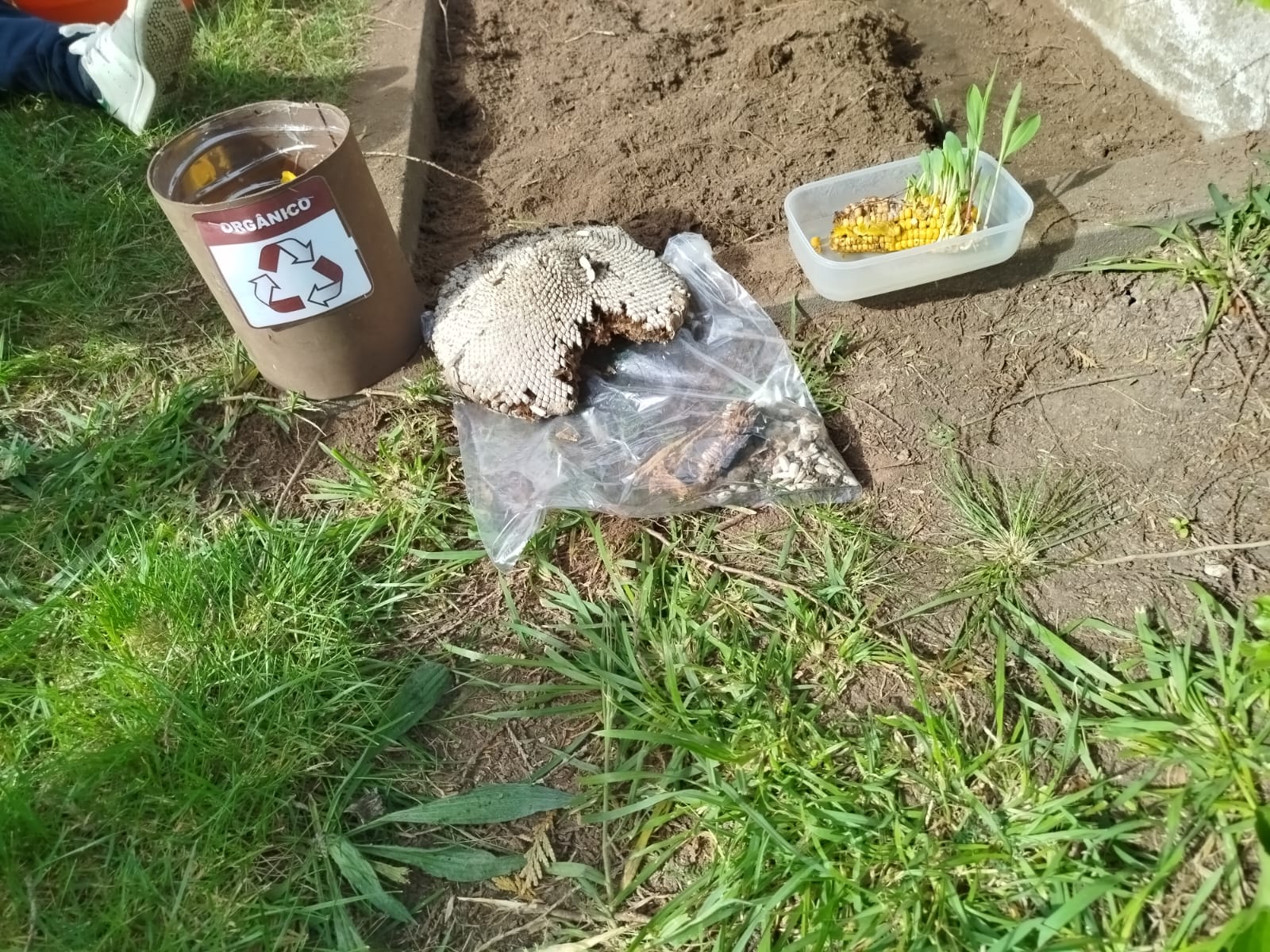 Juntar o lixo orgânico à compostagem.