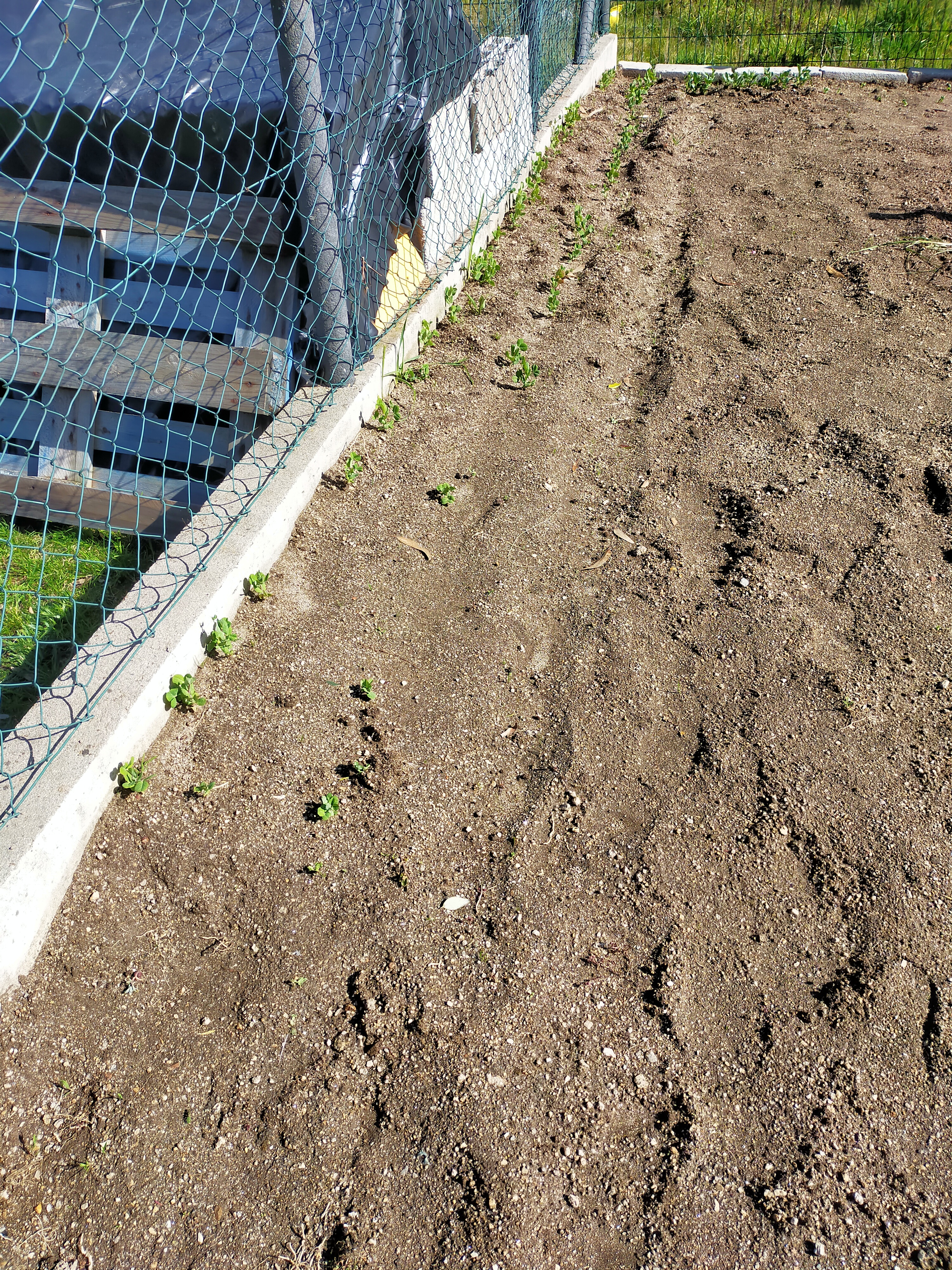 preparar a terra para plantar