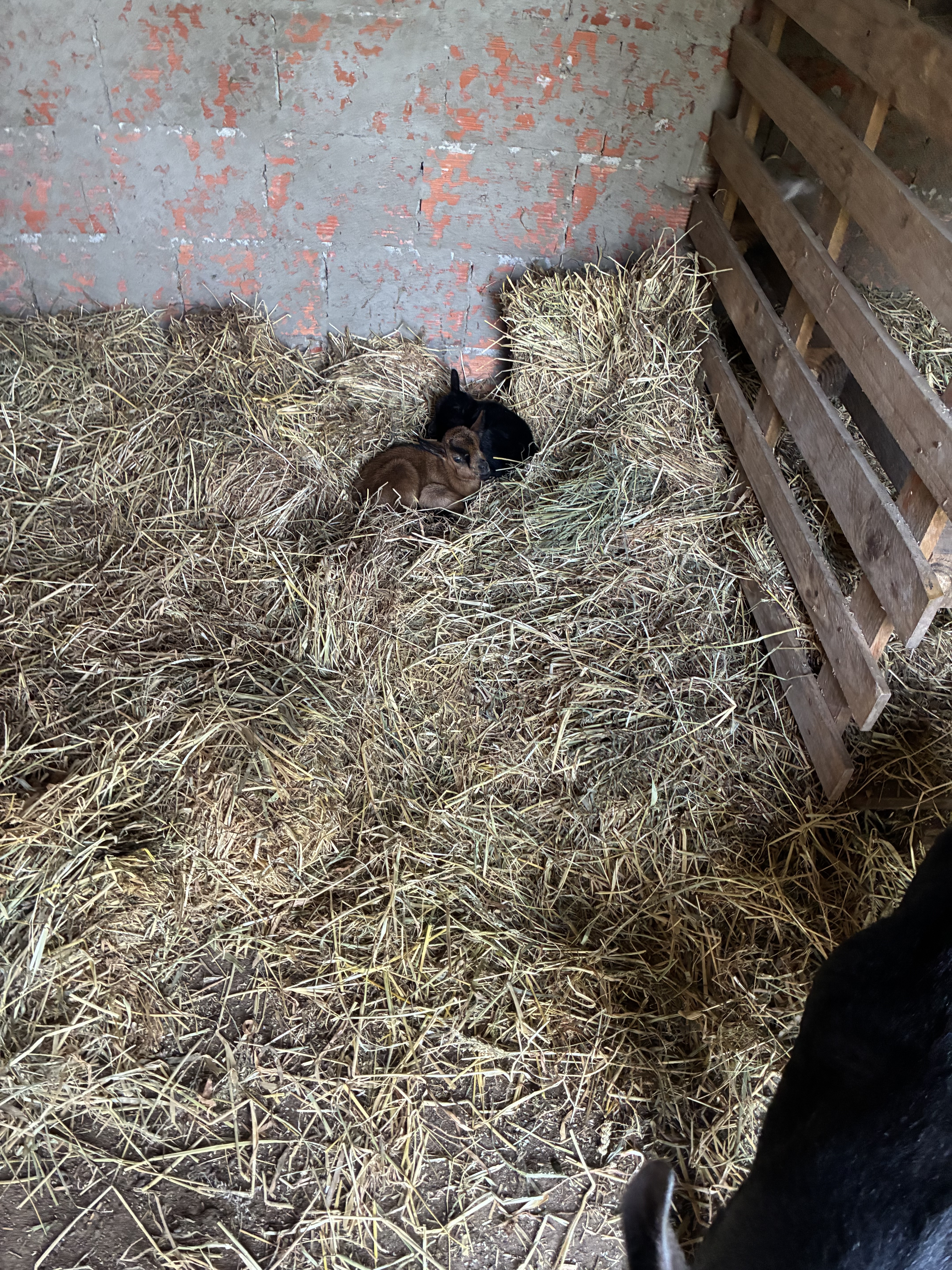 nasceram dois cabritinhos do primeiro parto da cabra castanha. Pequeninos a todos encantaram!