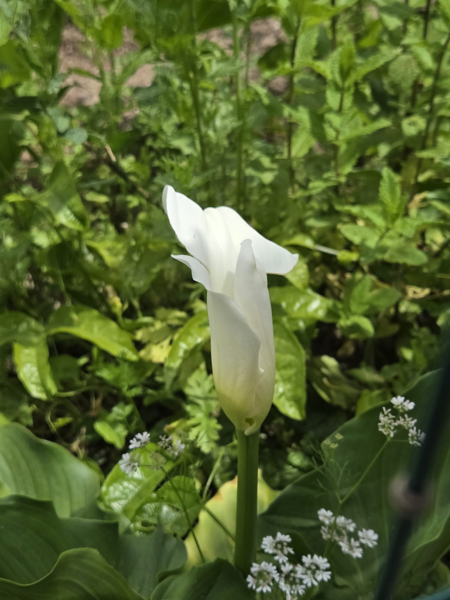 O nosso jardim primaveril.