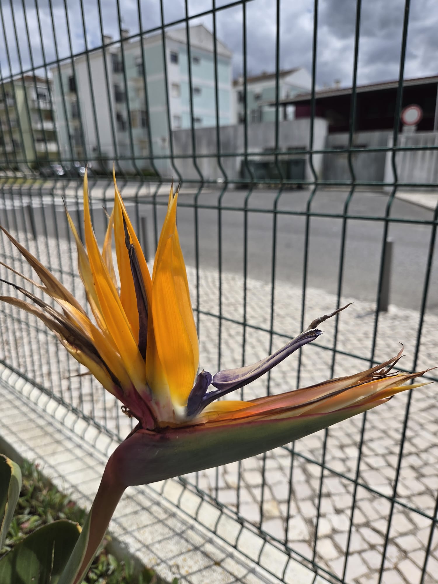 O nosso jardim primaveril.
