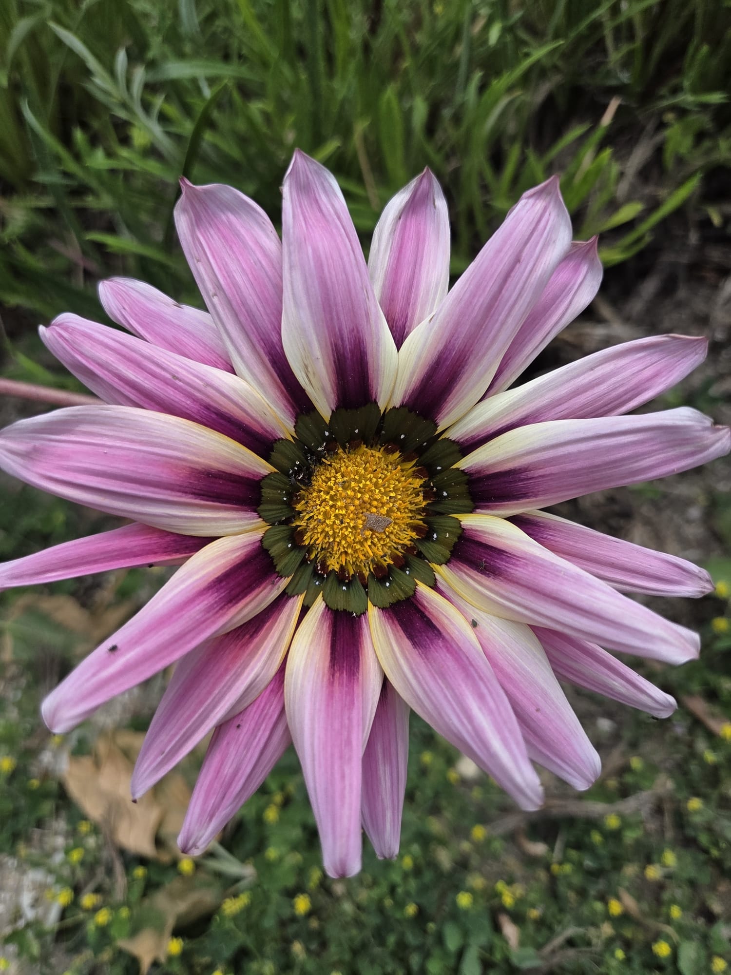 O nosso jardim primaveril.