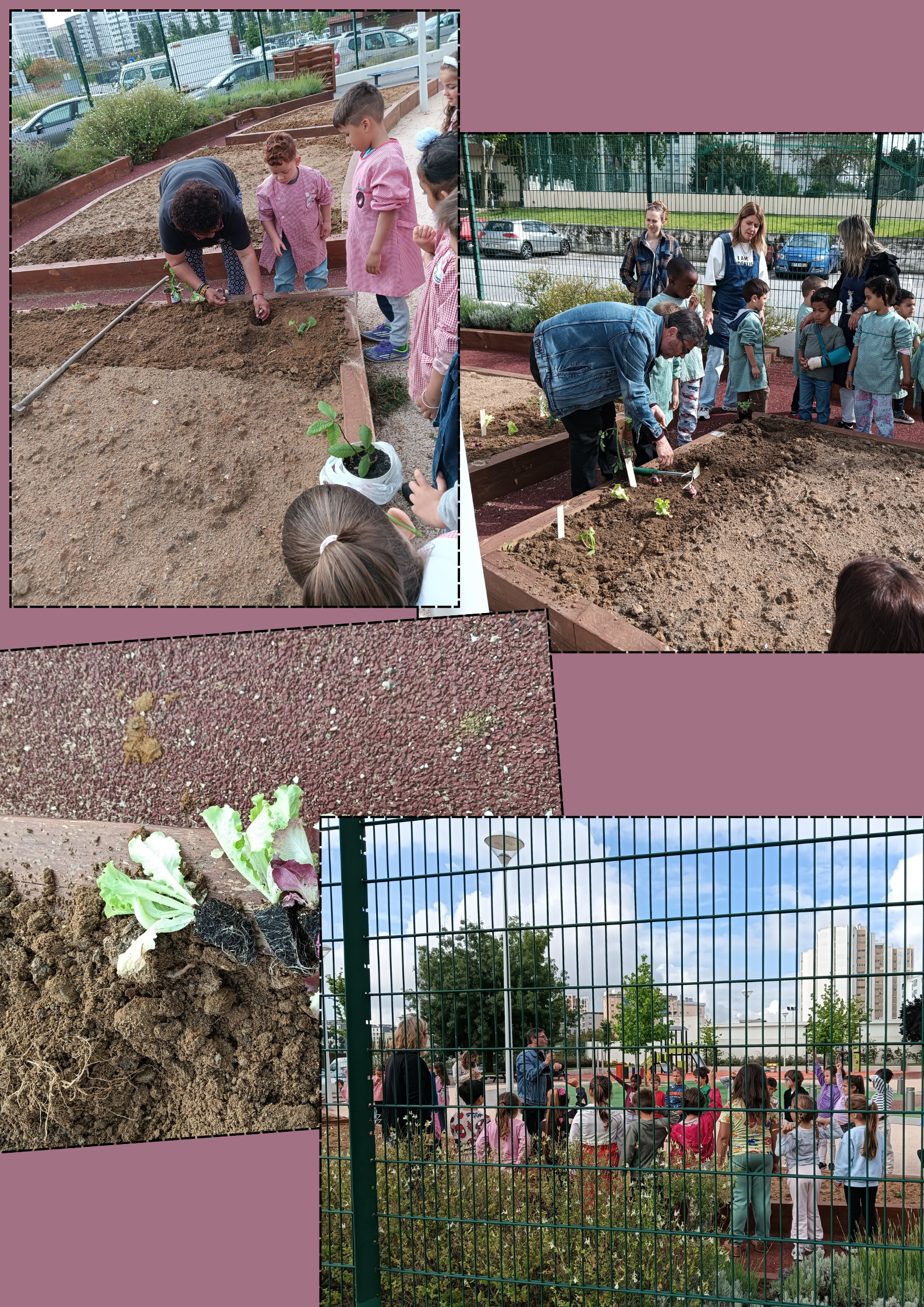 Plantação de alfaces, morangos, tomate cereja, ervas aromáticas com a colaboração de técnicos da Divisão do Ambiente da Câmara Municipal de Lisboa.