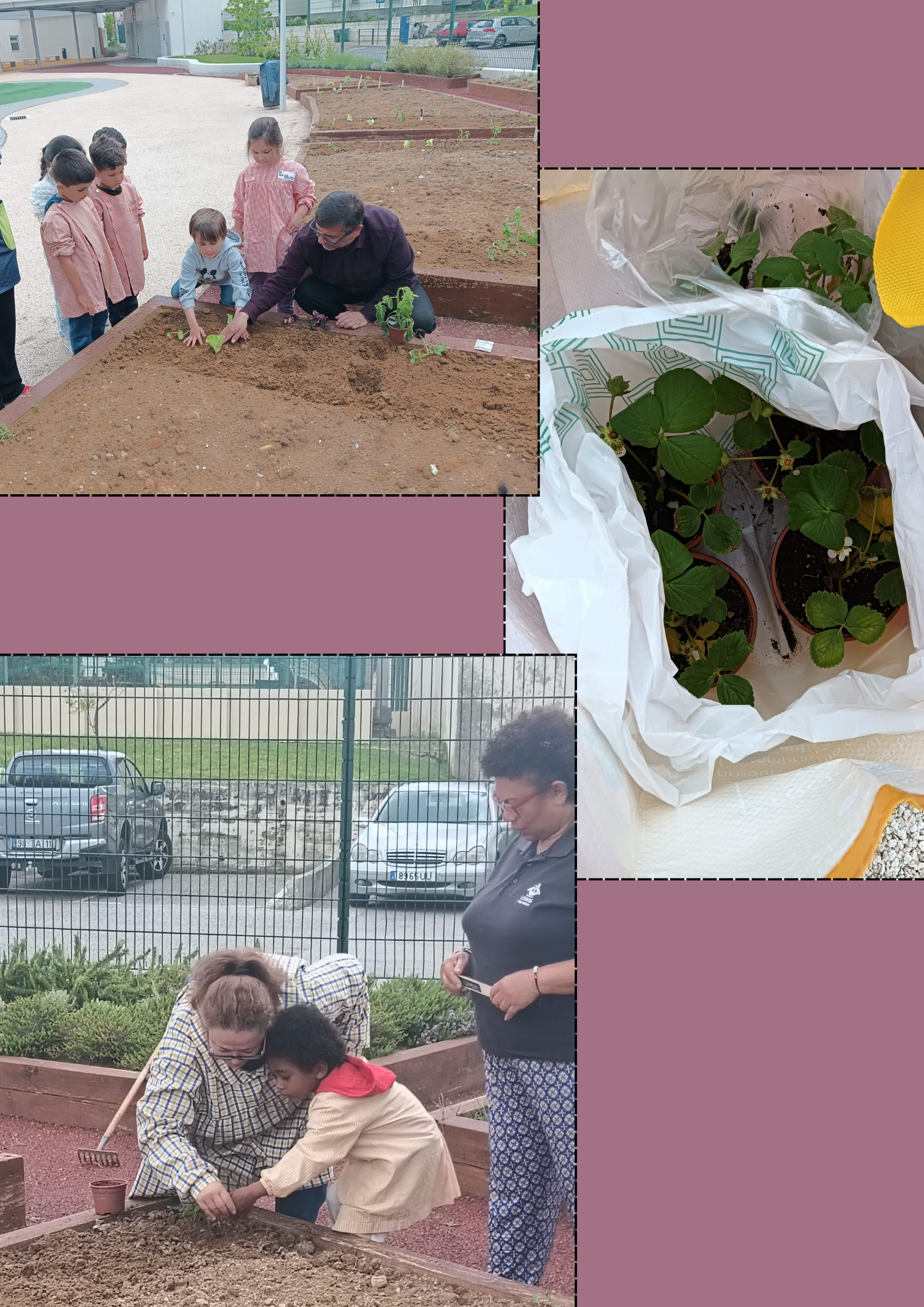 Plantação de alfaces, morangos, tomate cereja, ervas aromáticas com a colaboração de técnicos da Divisão do Ambiente da Câmara Municipal de Lisboa.