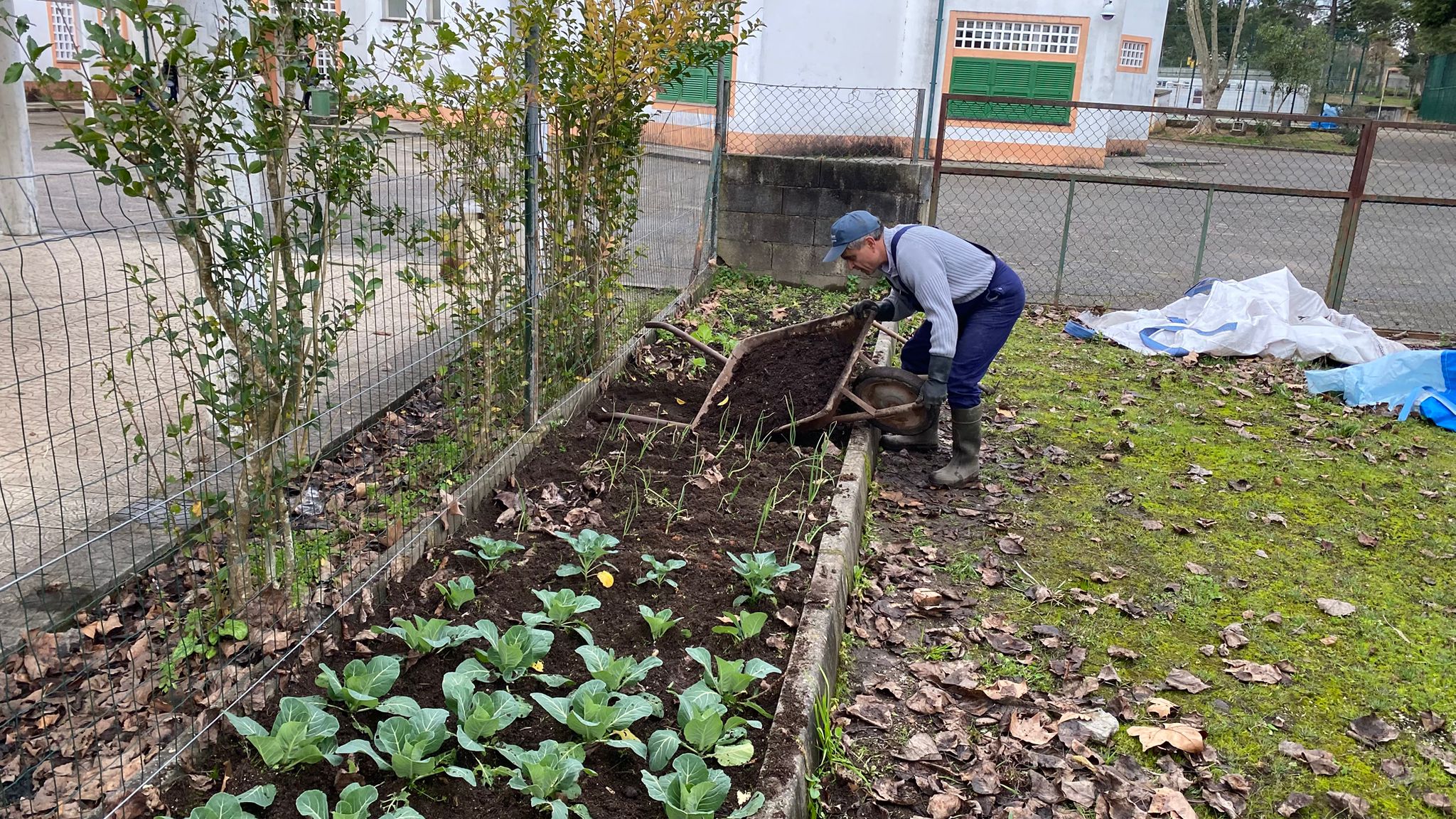 Primeiras plantações.