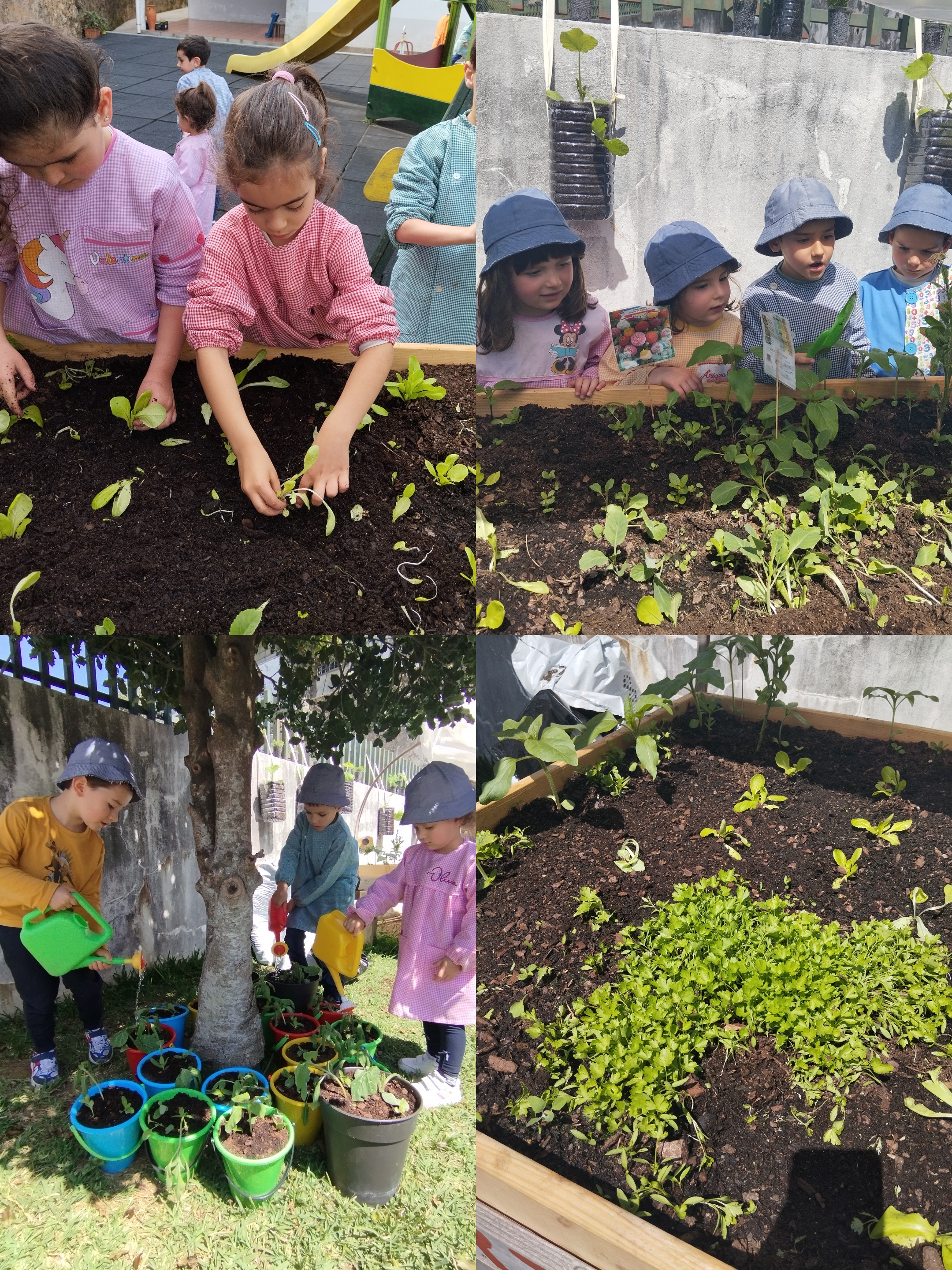 2ª etapa- transplantação de plantas e manutenção da horta
