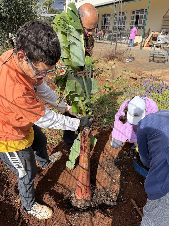 Plantação de árvores de fruto bananeira