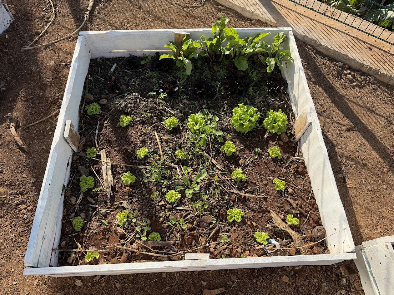 Crescimento dos produtos hortícolas, exemplo alface, beterraba.