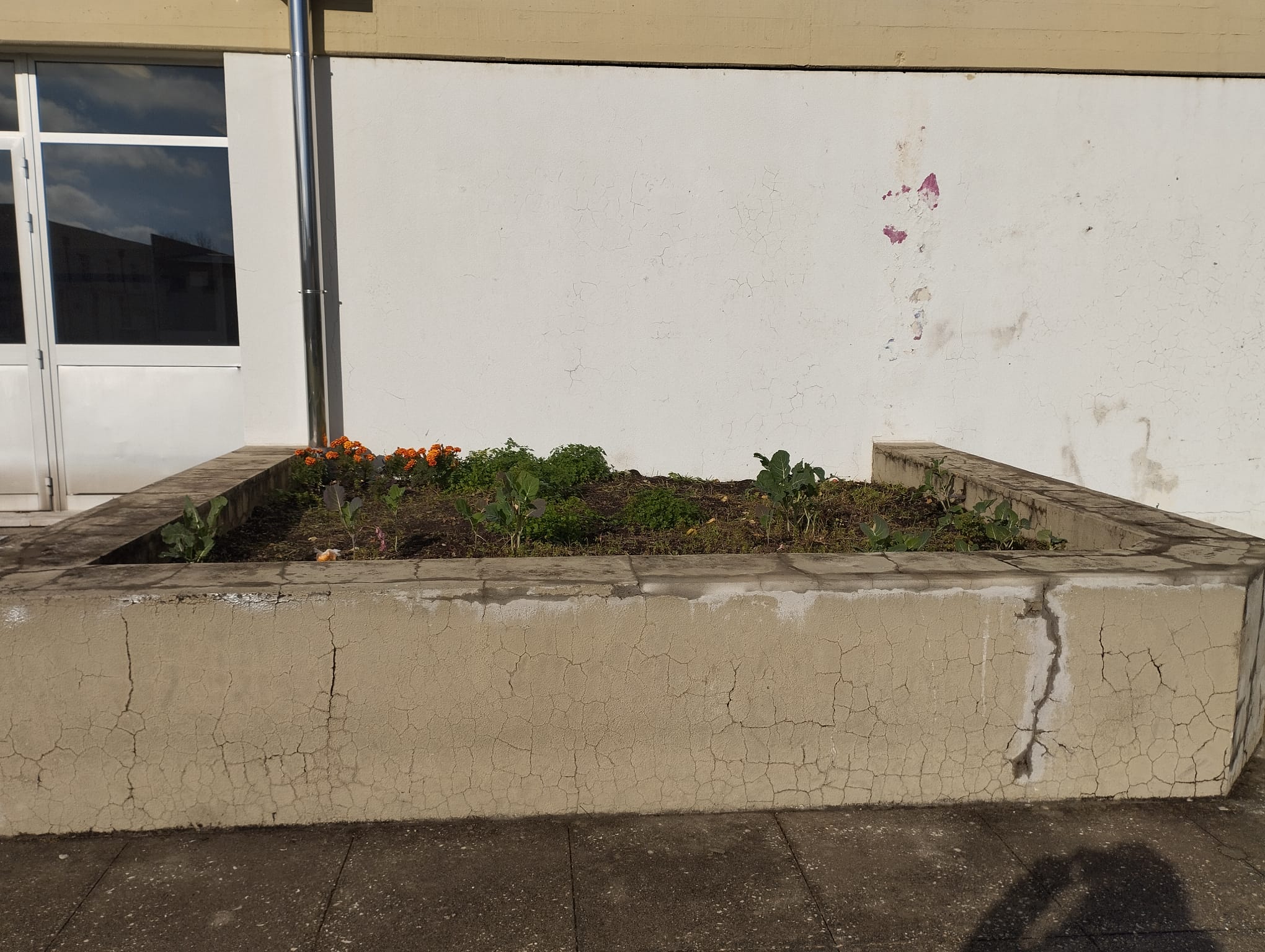 Futuro local da horta das plantas hortícolas