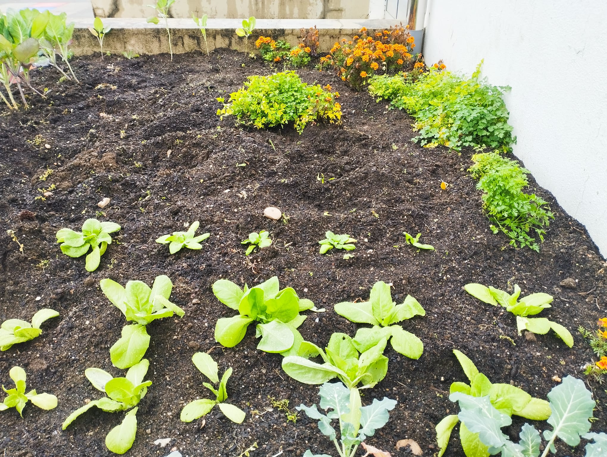 Horta biológica em desenvolvimento. Cultivo de várias espécies de couves, abóbora, alface, salsa e cravos túnicos,