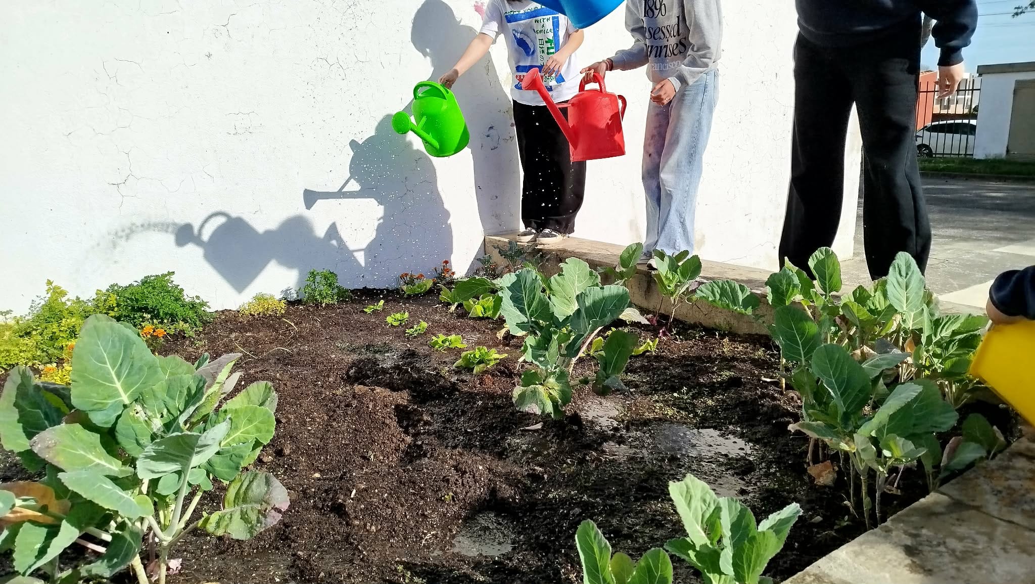 Horta biológica em desenvolvimento. Cultivo de várias espécies de couves, abóbora, alface, salsa e cravos túnicos,