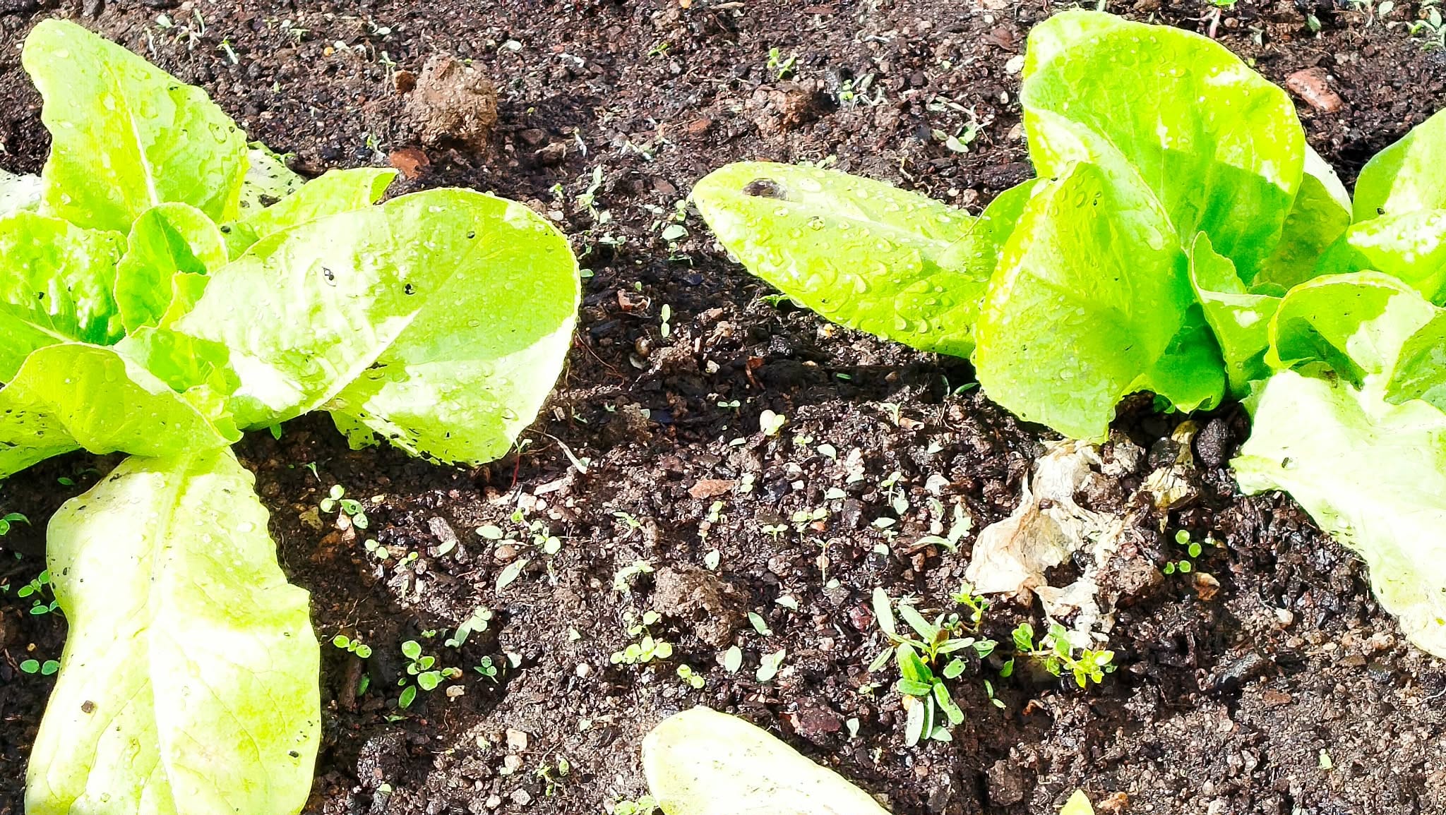 Desenvolvimento de alfaces na horta biológica da escola.