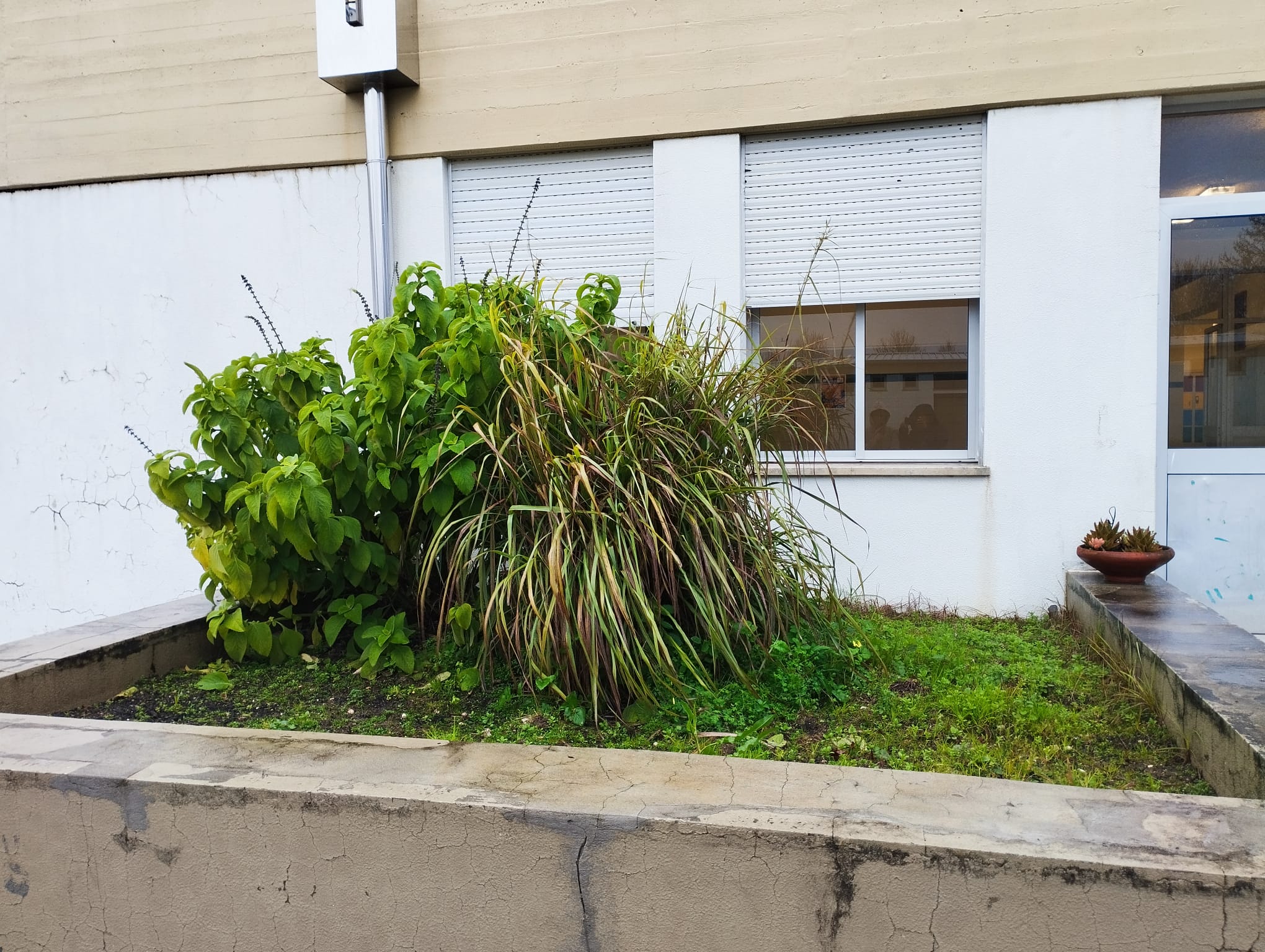 Inicio do tratamento do solo do jardim das aromáticas.