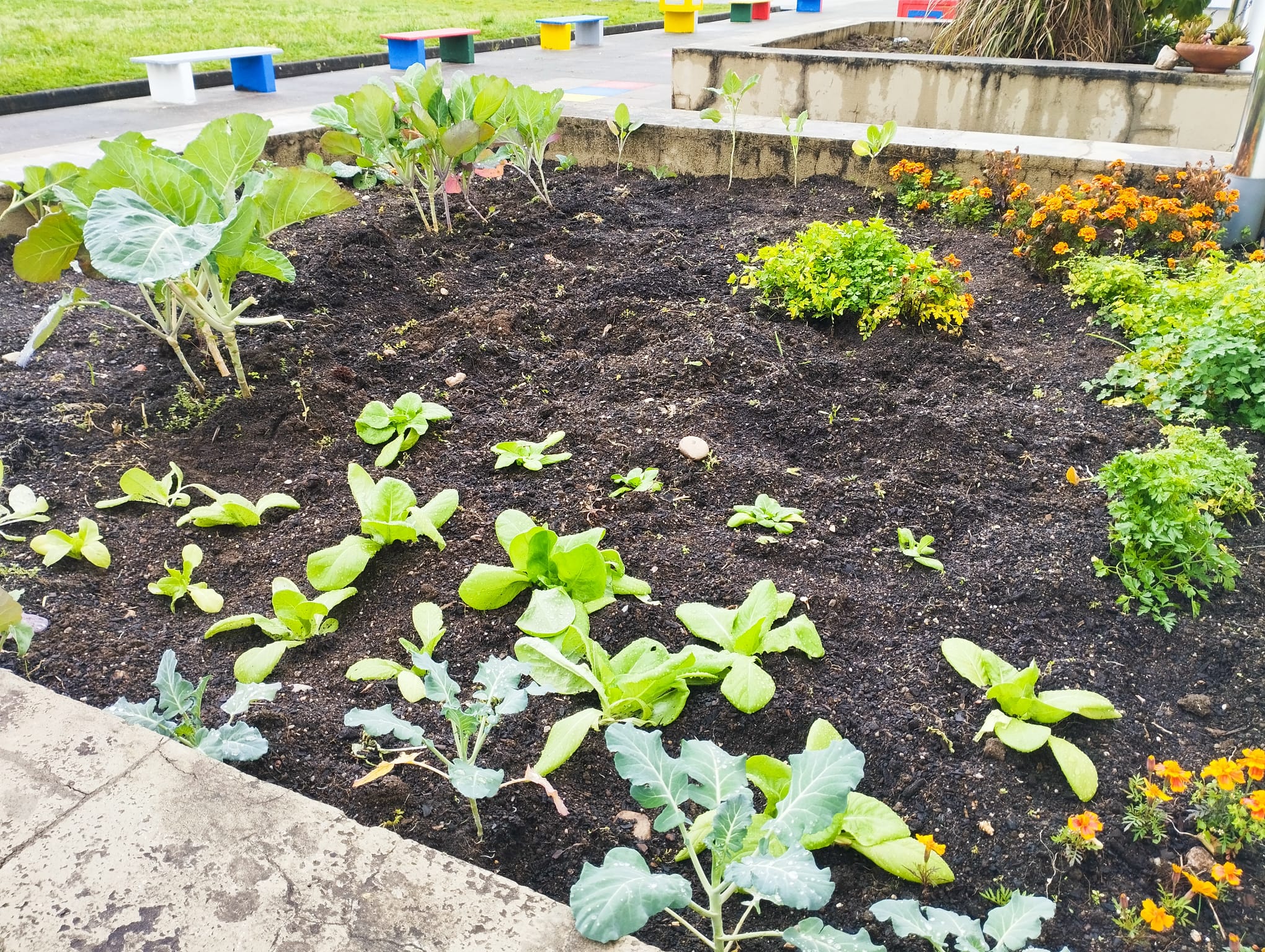 Horta biológica em desenvolvimento. Cultivo de várias espécies de couves, abóbora, alface, salsa e cravos túnicos,