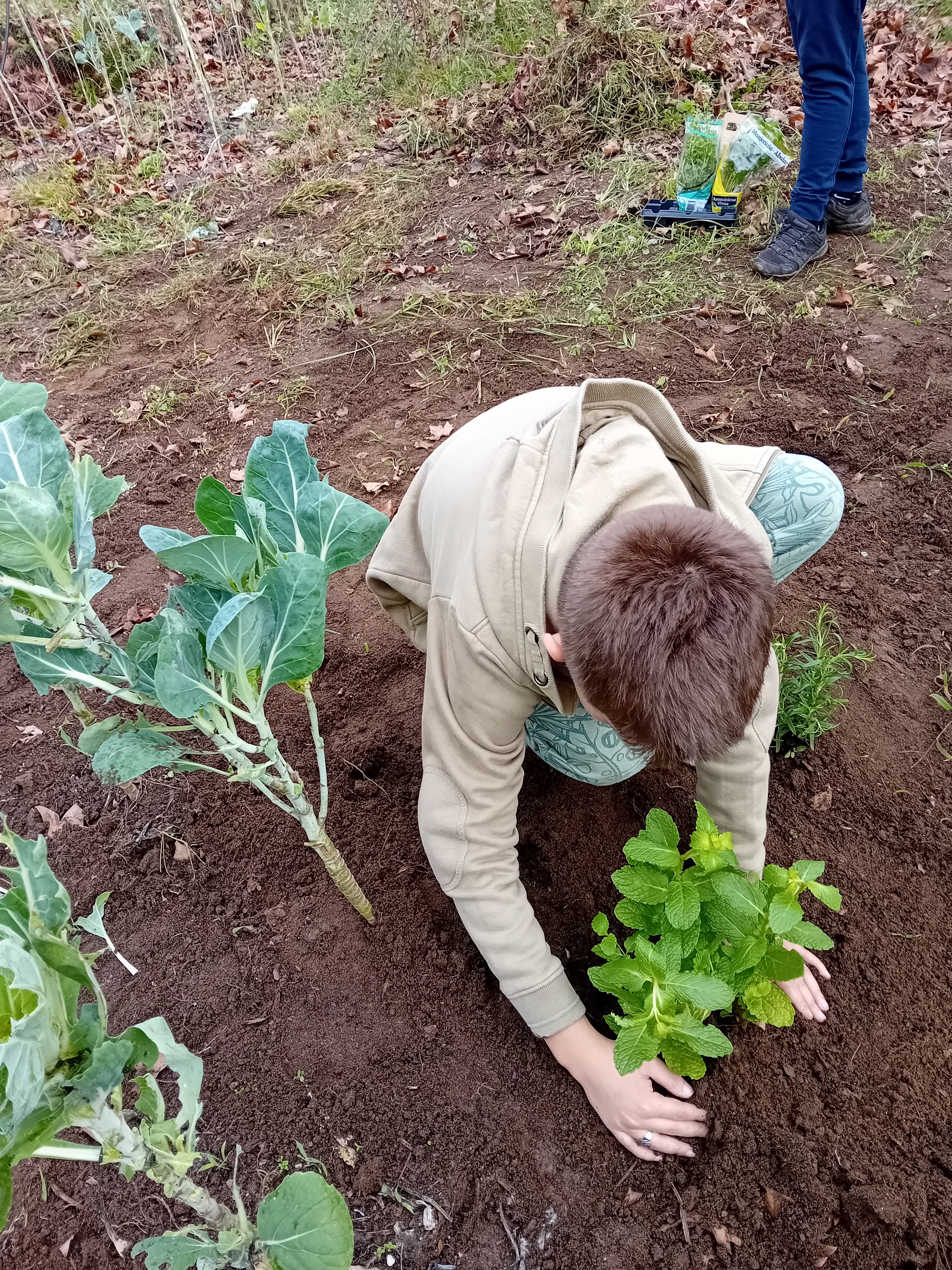 Plantação de  ervas aromáticas pelos alunos junto das couves penca para ação bioquímica.