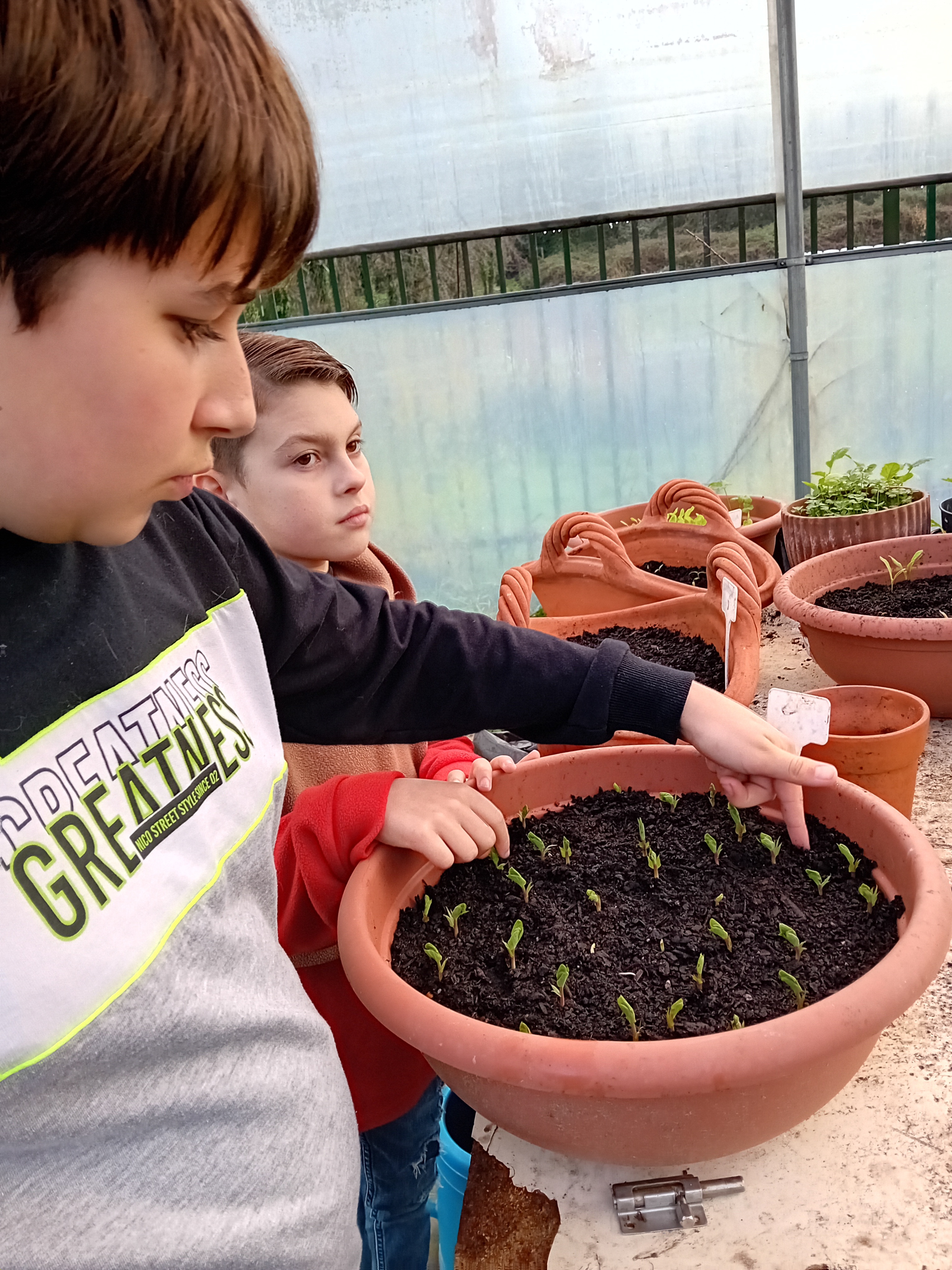 As últimas sementeiras na estufa. Em breve, serão transplantadas para a horta.