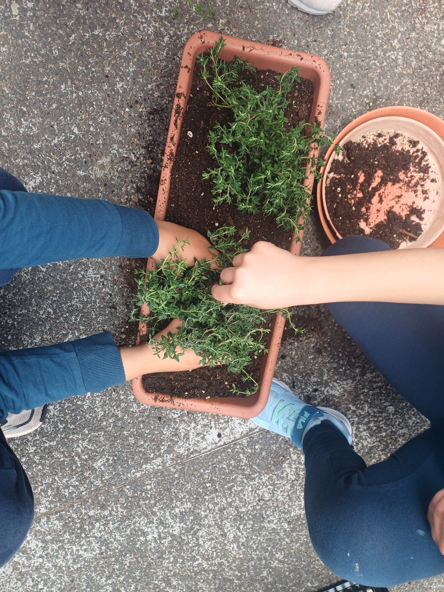 transplantação