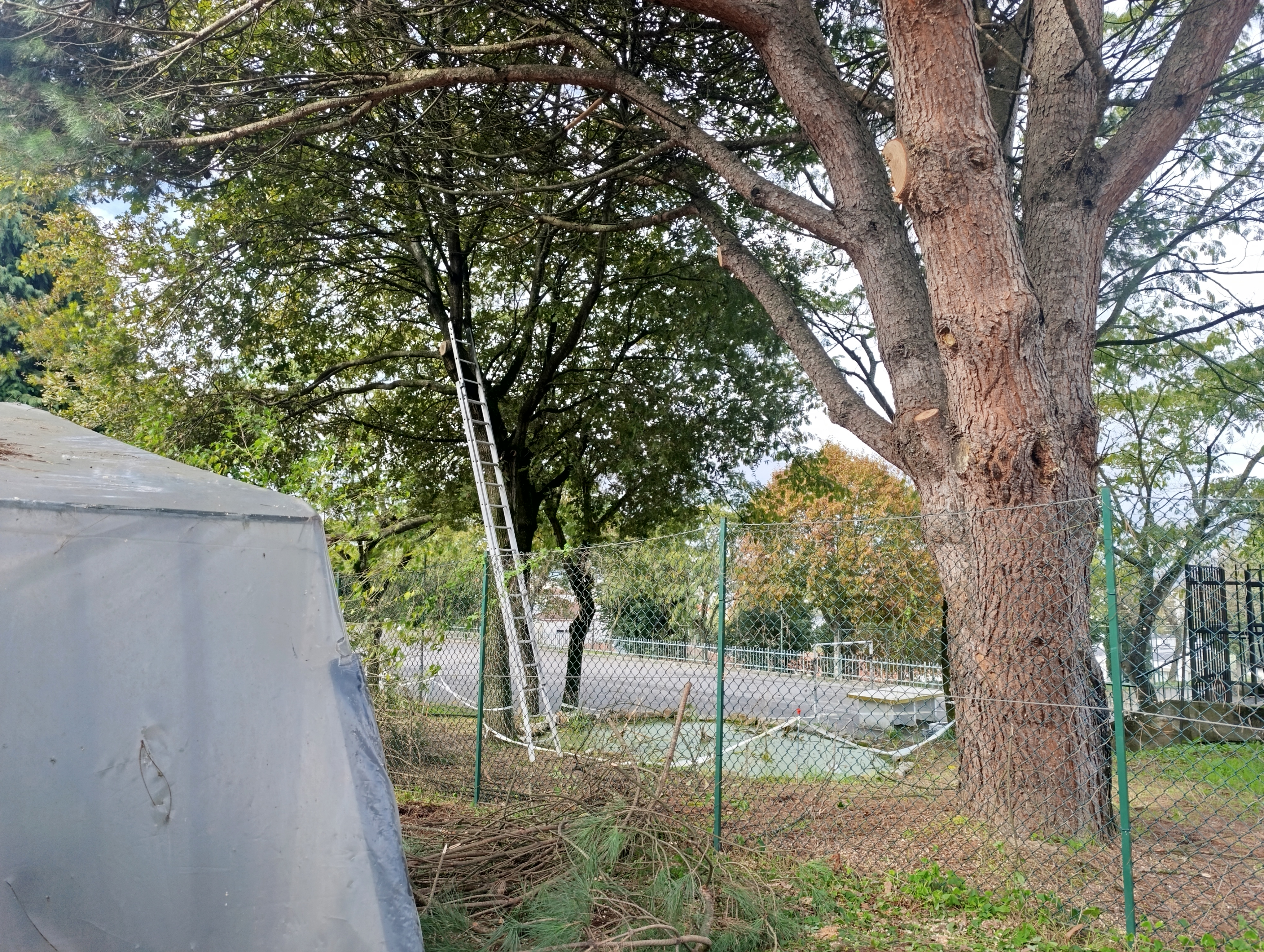 Poda do espaço exterior da estufa/horta.