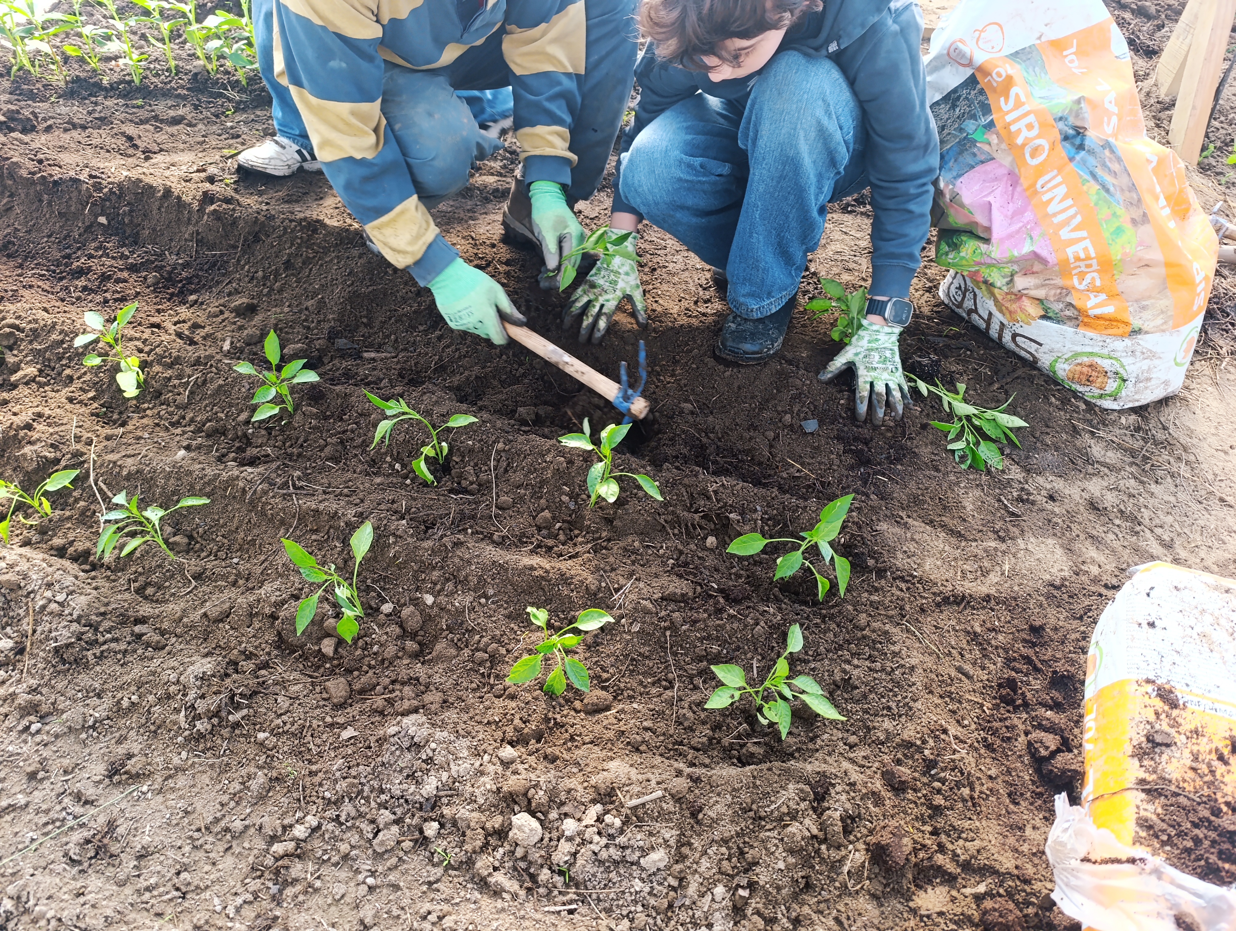Plantações a serem feitas pelos alunos
